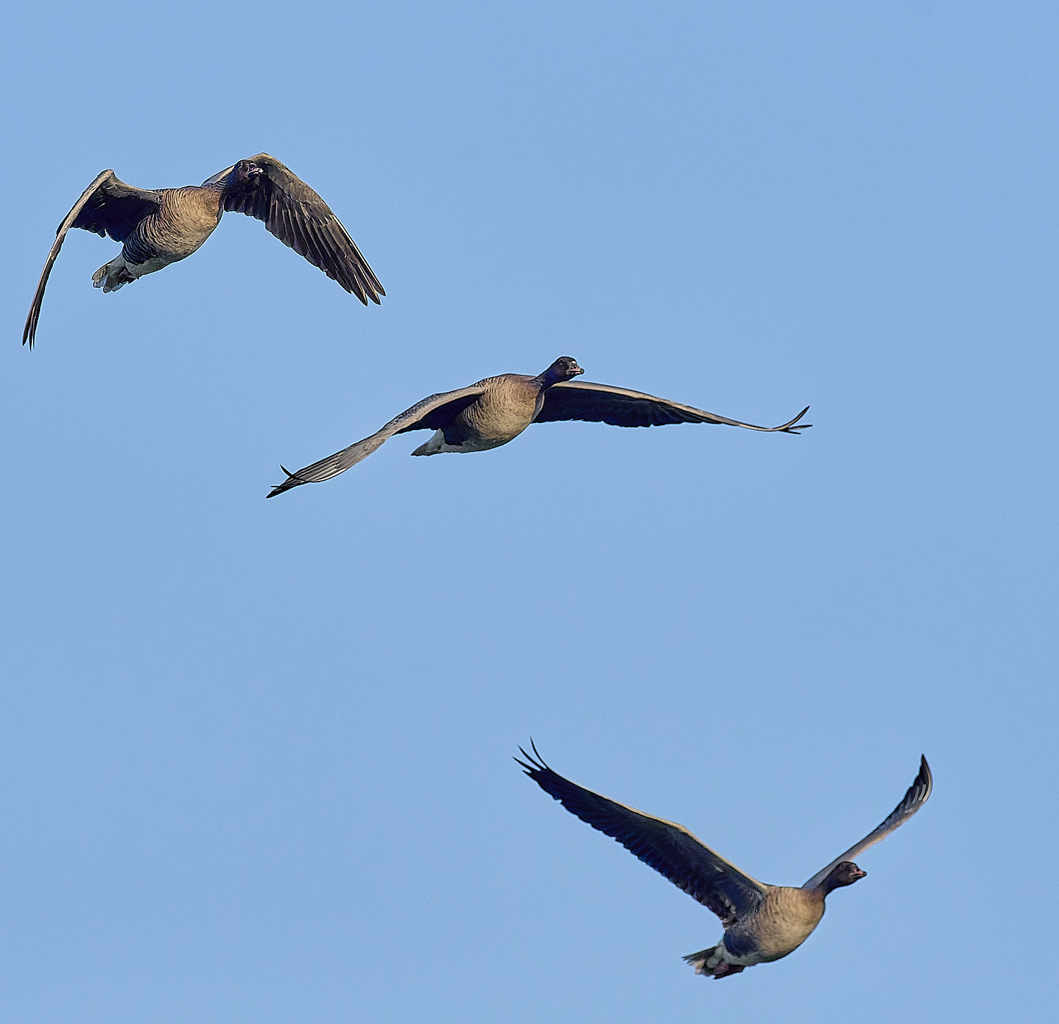 CleyPinkfeet191225-10