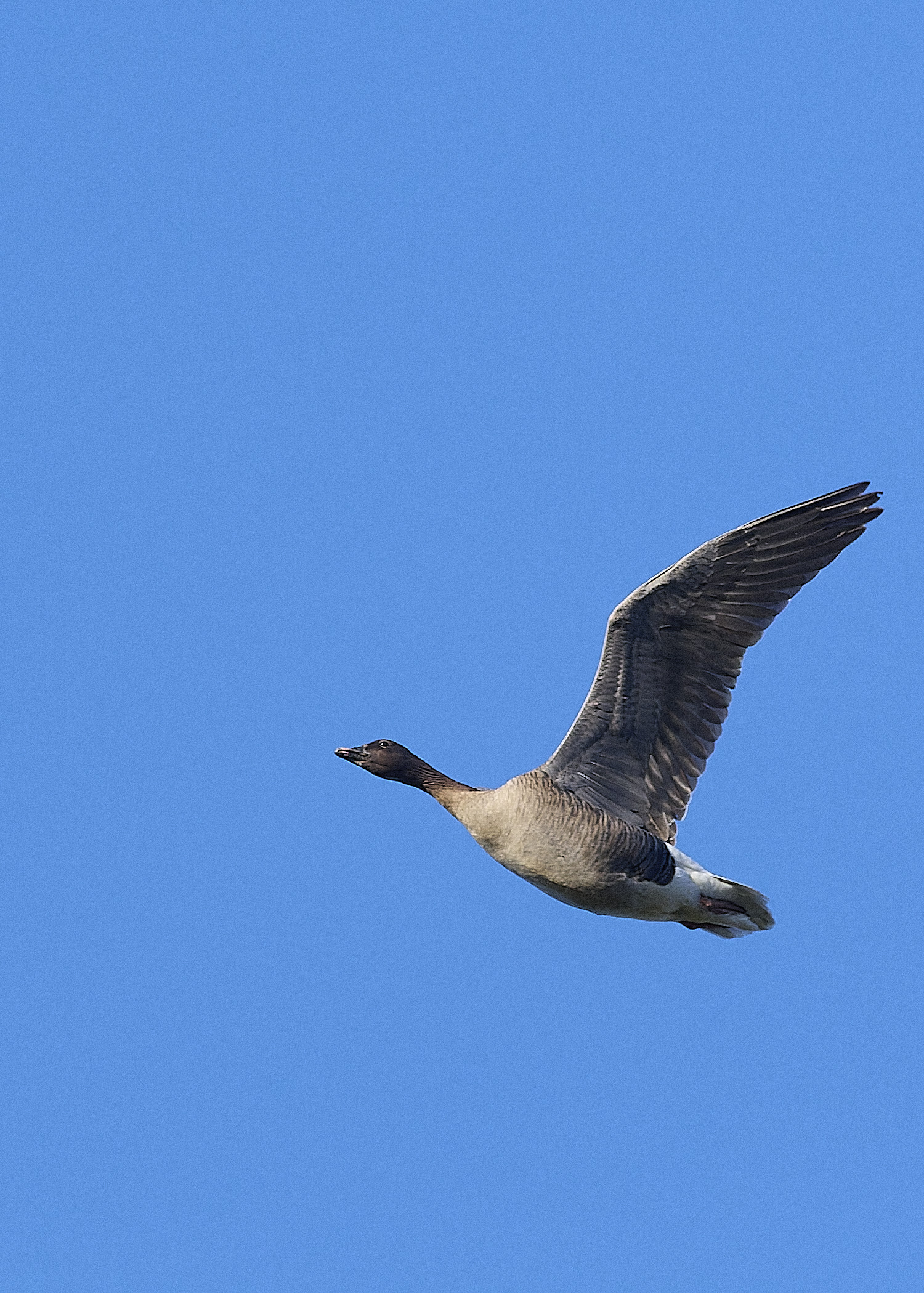 CleyPinkfeet191225-11