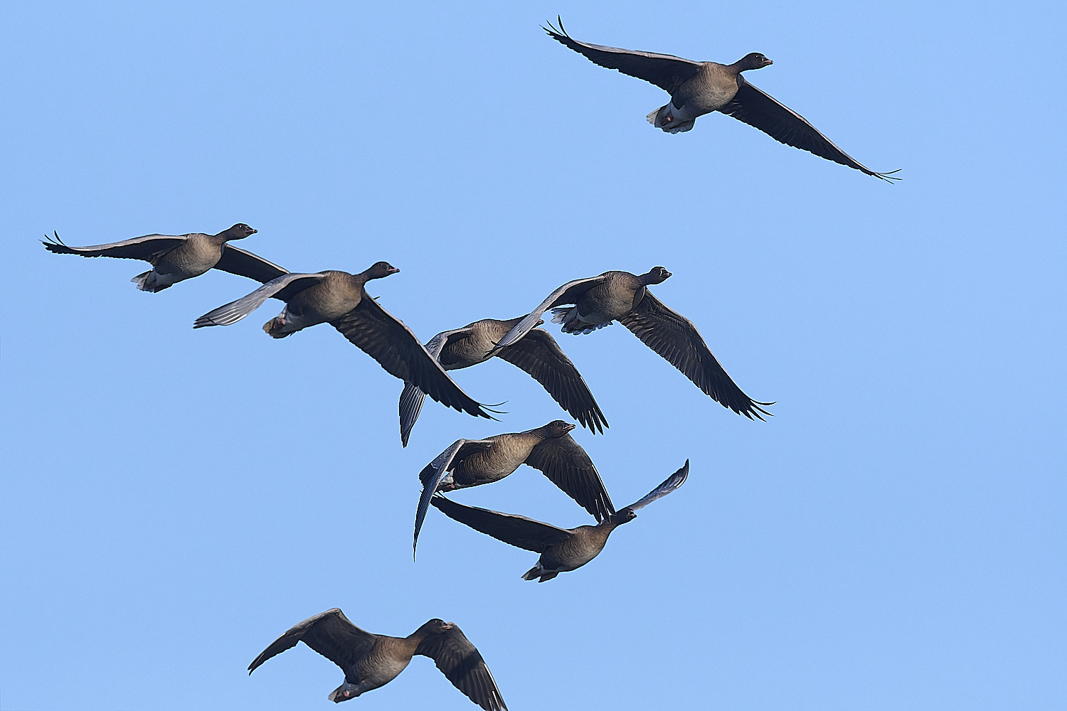 CleyPinkfeet191225-12