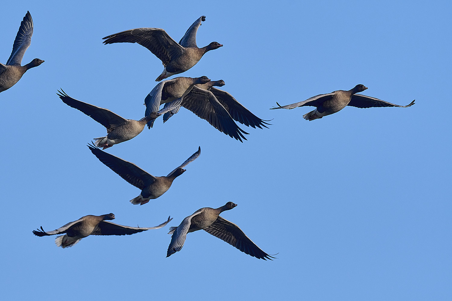 CleyPinkfeet191225-13