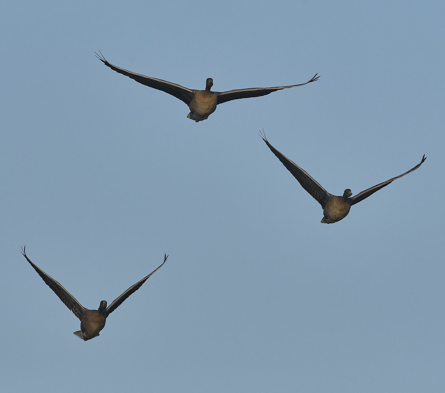 CleyPinkfeet191225-14