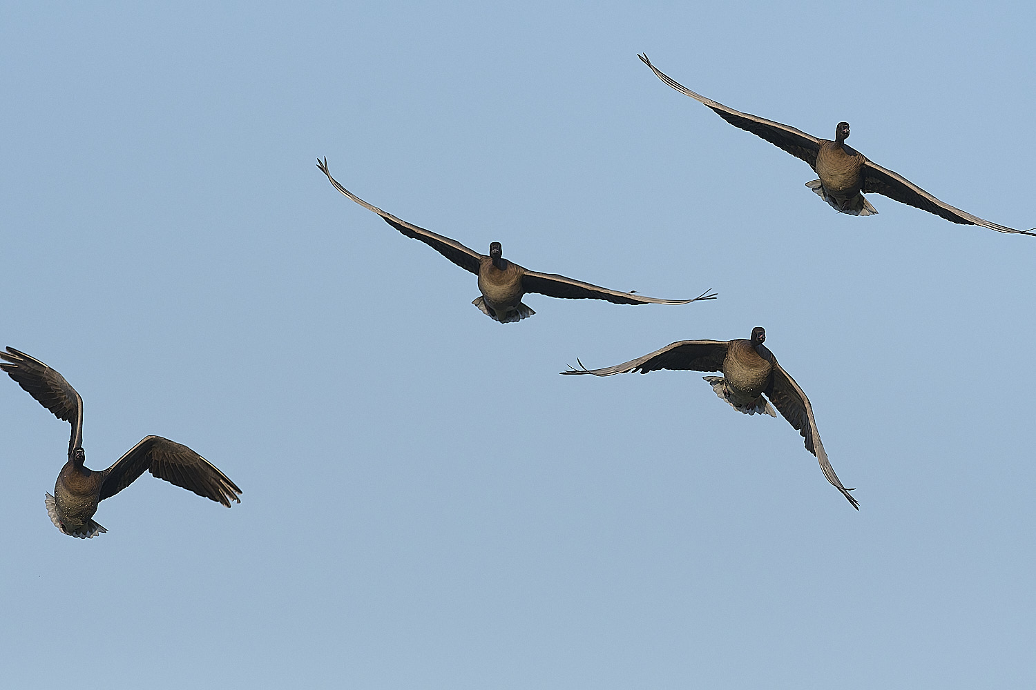 CleyPinkfeet191225-16