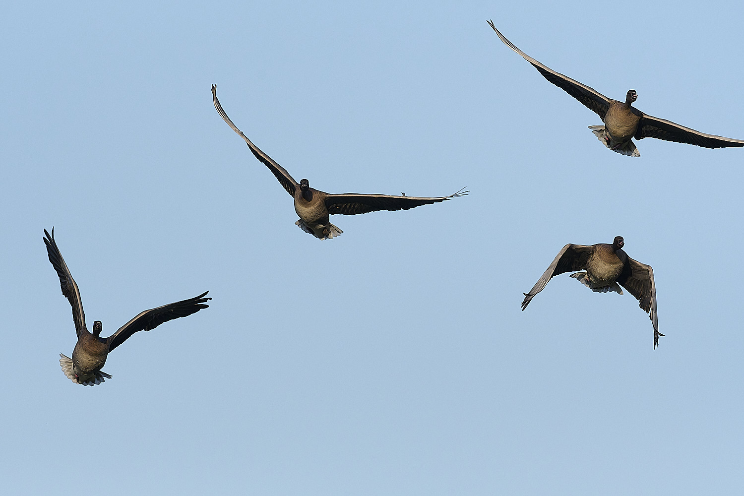 CleyPinkfeet191225-17