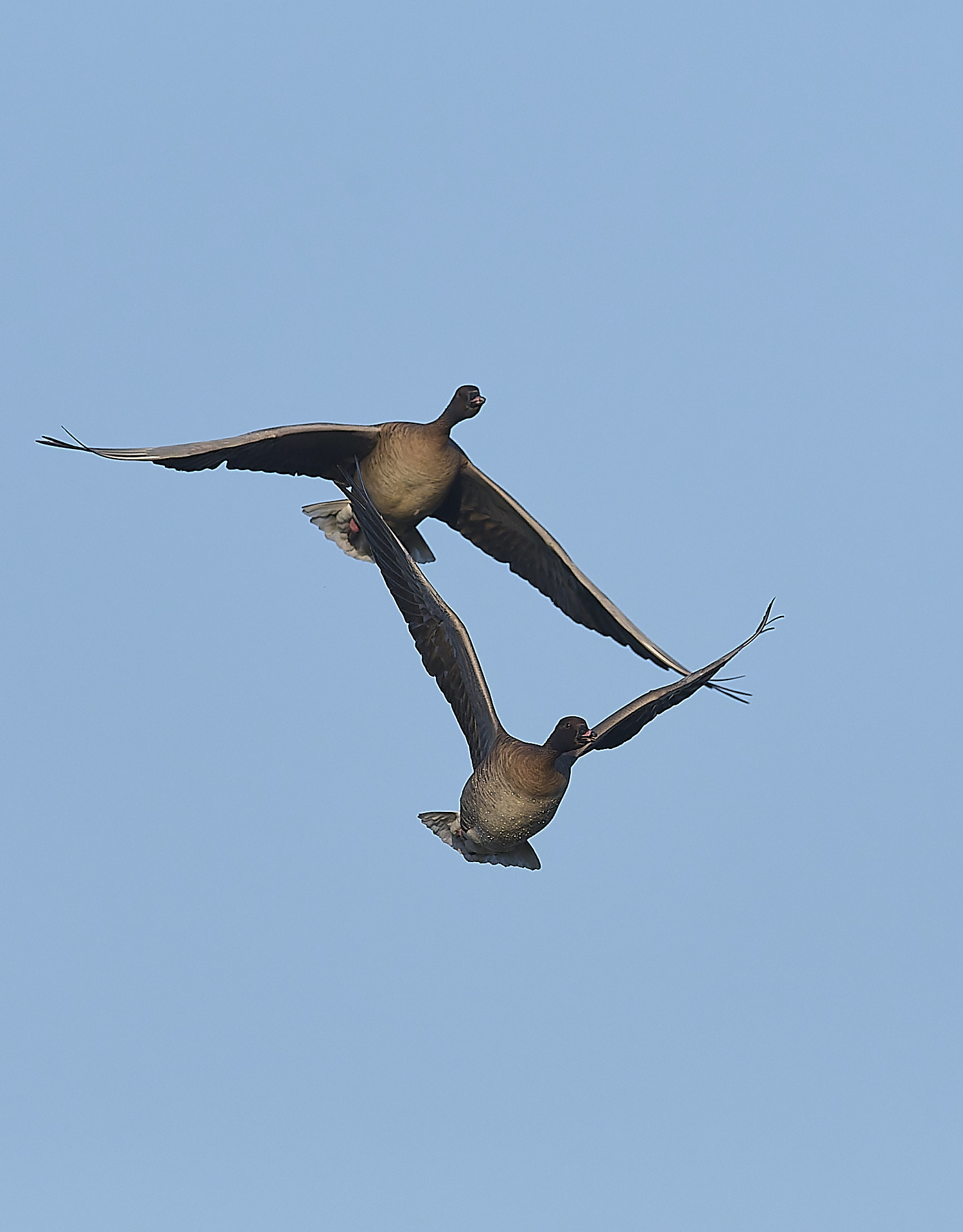 CleyPinkfeet191225-18