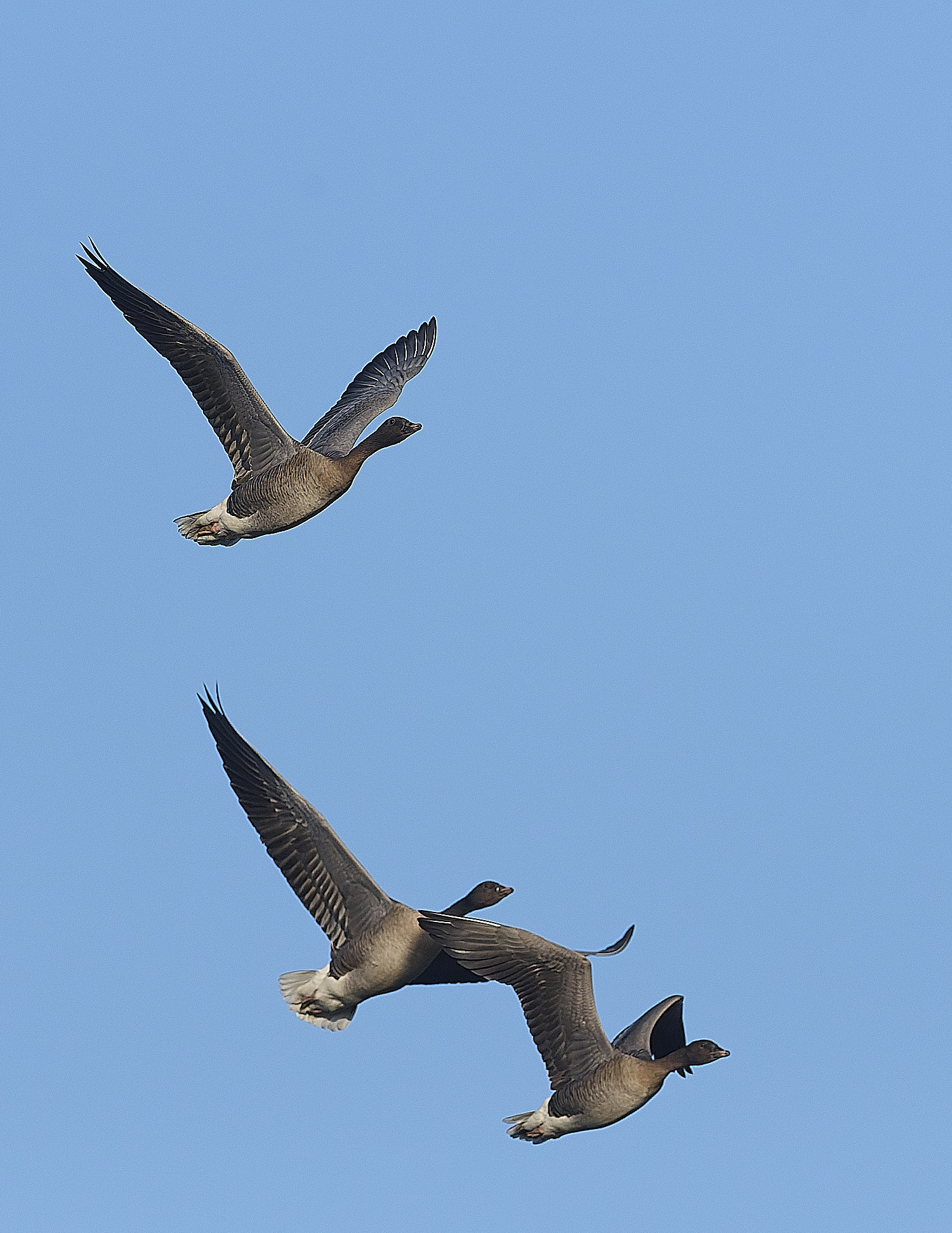 CleyPinkfeet191225-20