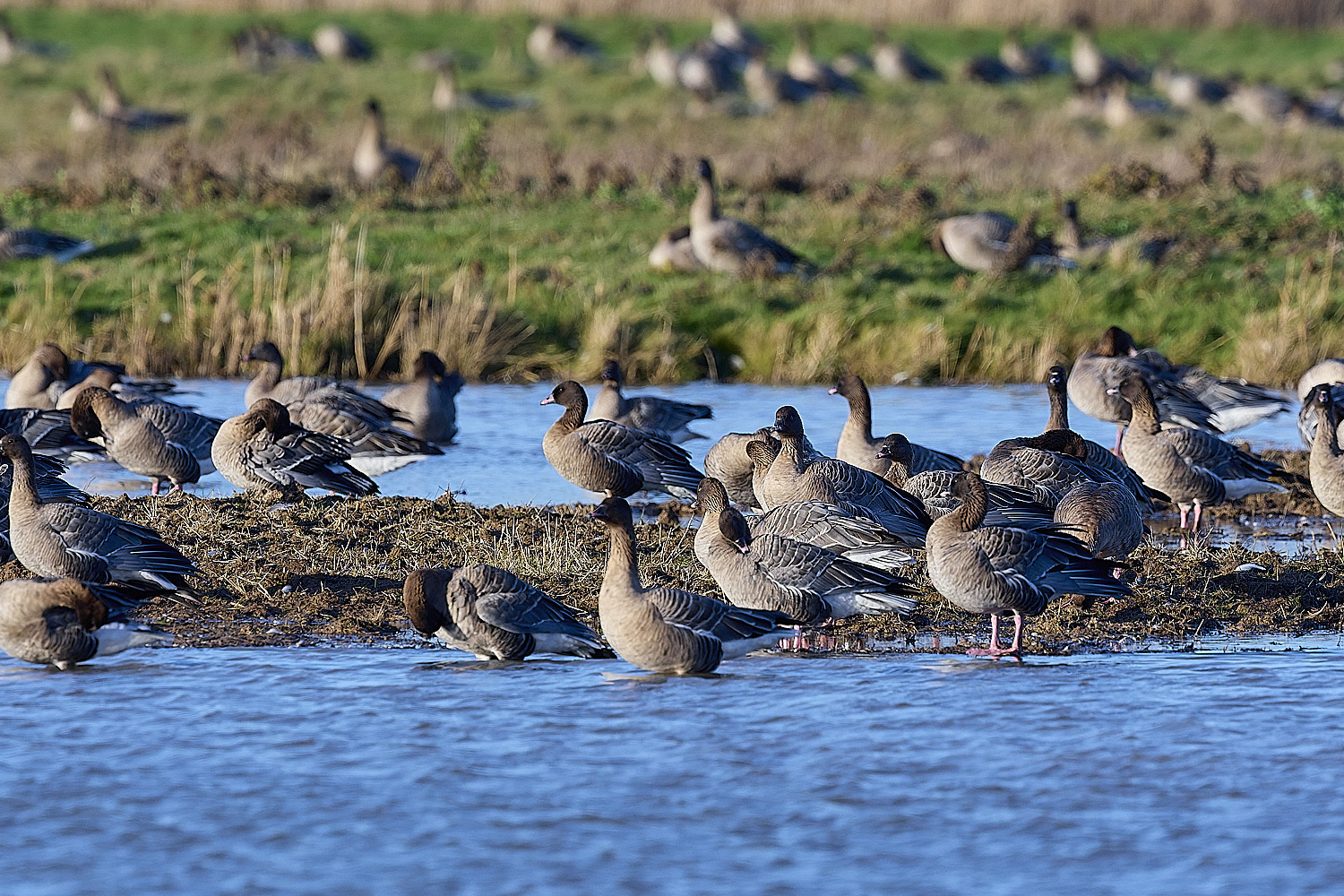 CleyPinkfeet191225-24