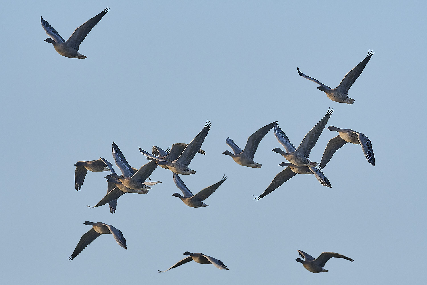 CleyPinkfeet191225-25