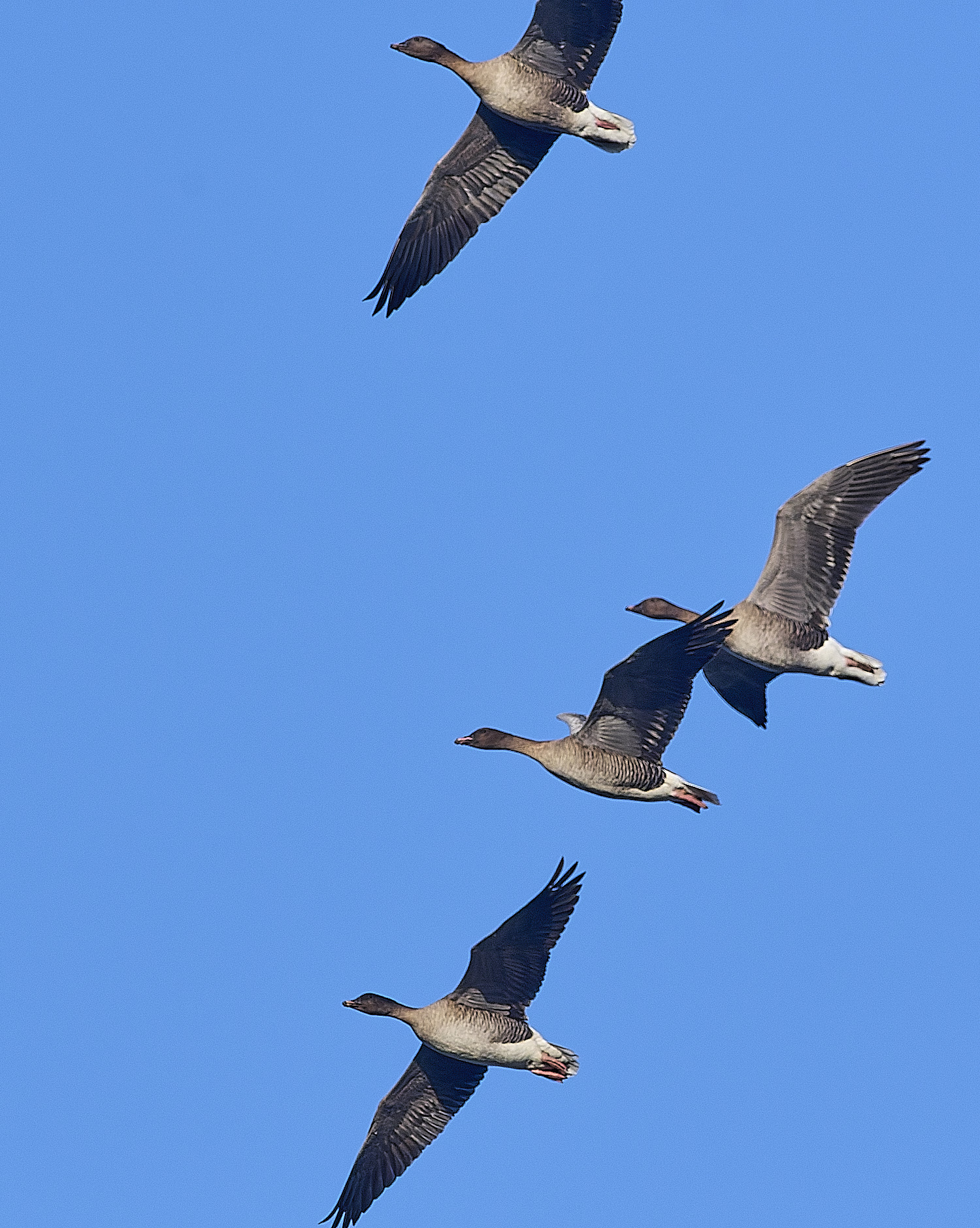 CleyPinkfeet191225-26