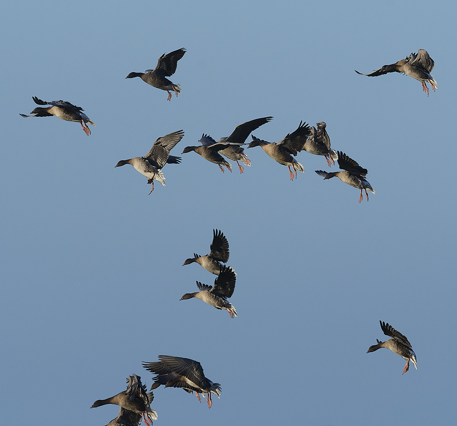 CleyPinkfeet191225-28