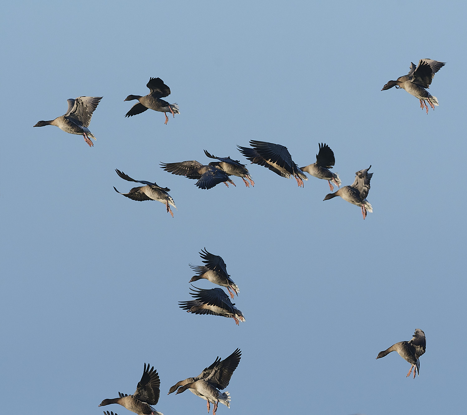 CleyPinkfeet191225-29