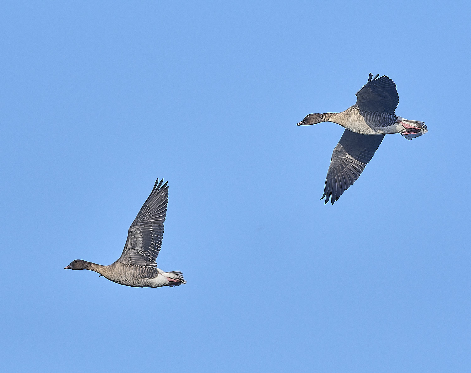 CleyPinkfeet191225-3