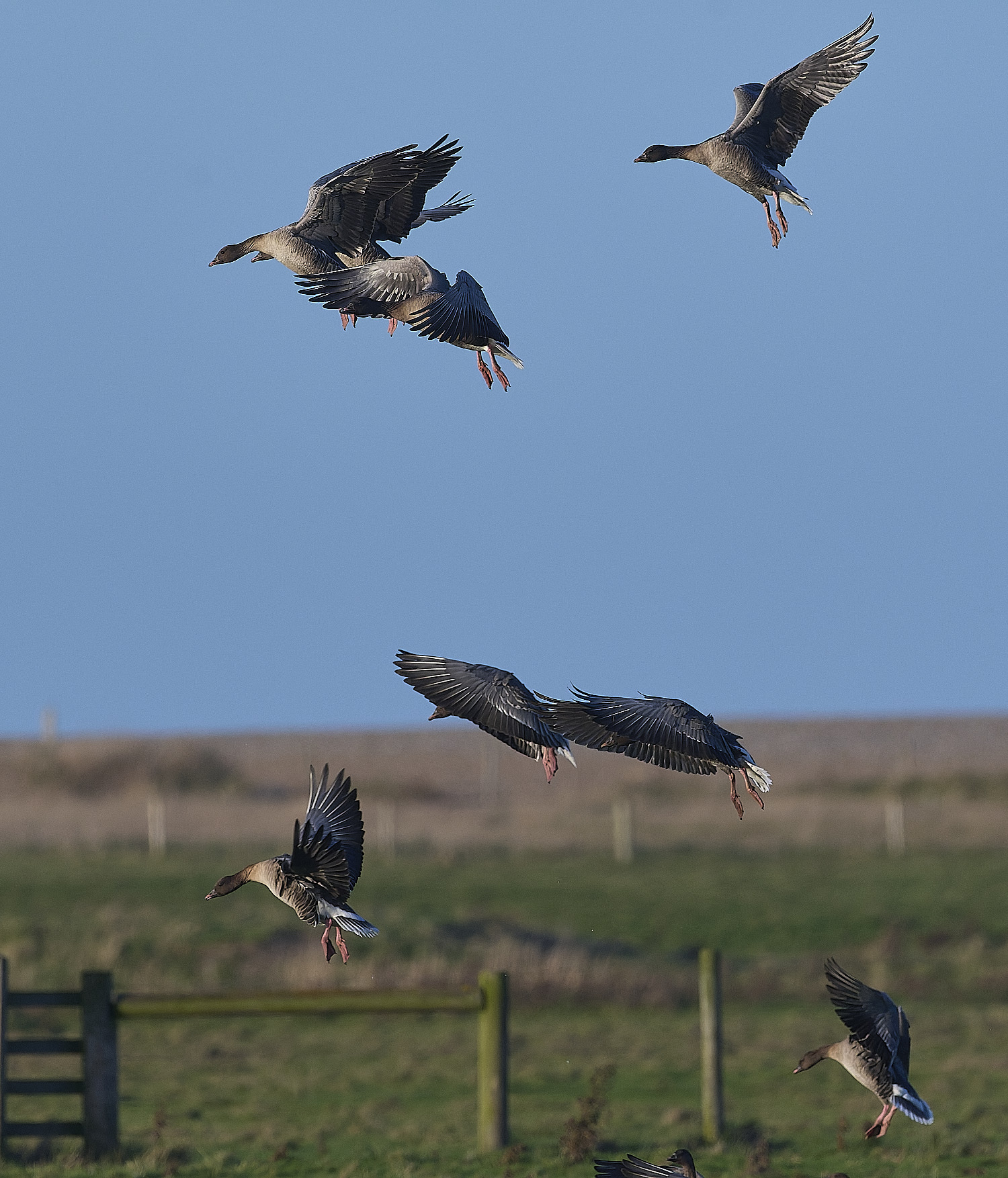 CleyPinkfeet191225-35