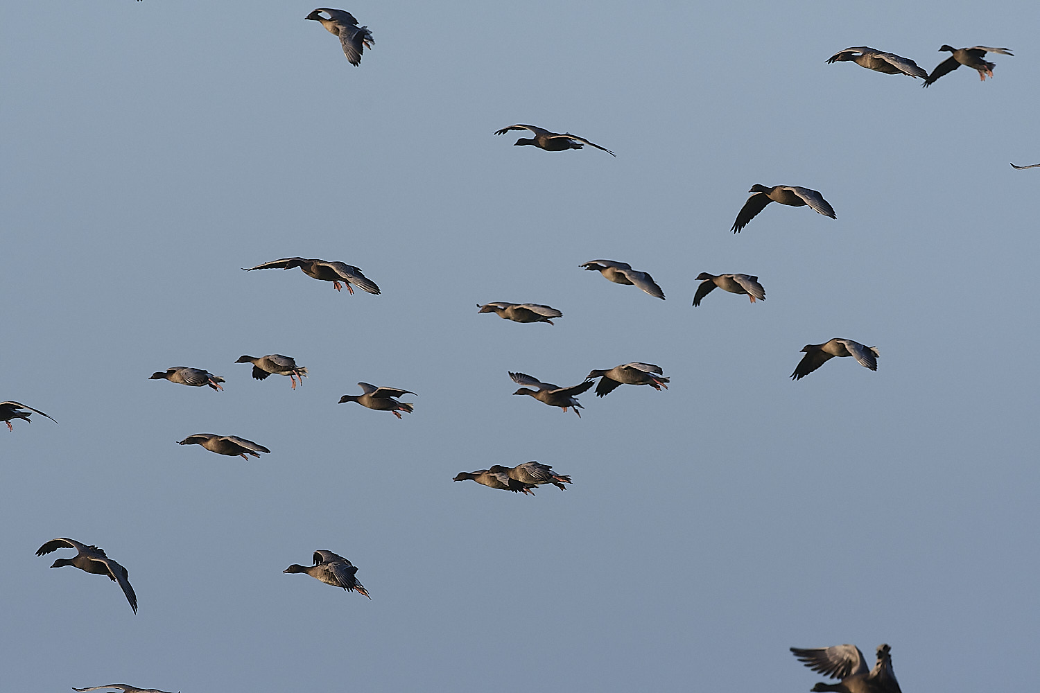 CleyPinkfeet191225-37