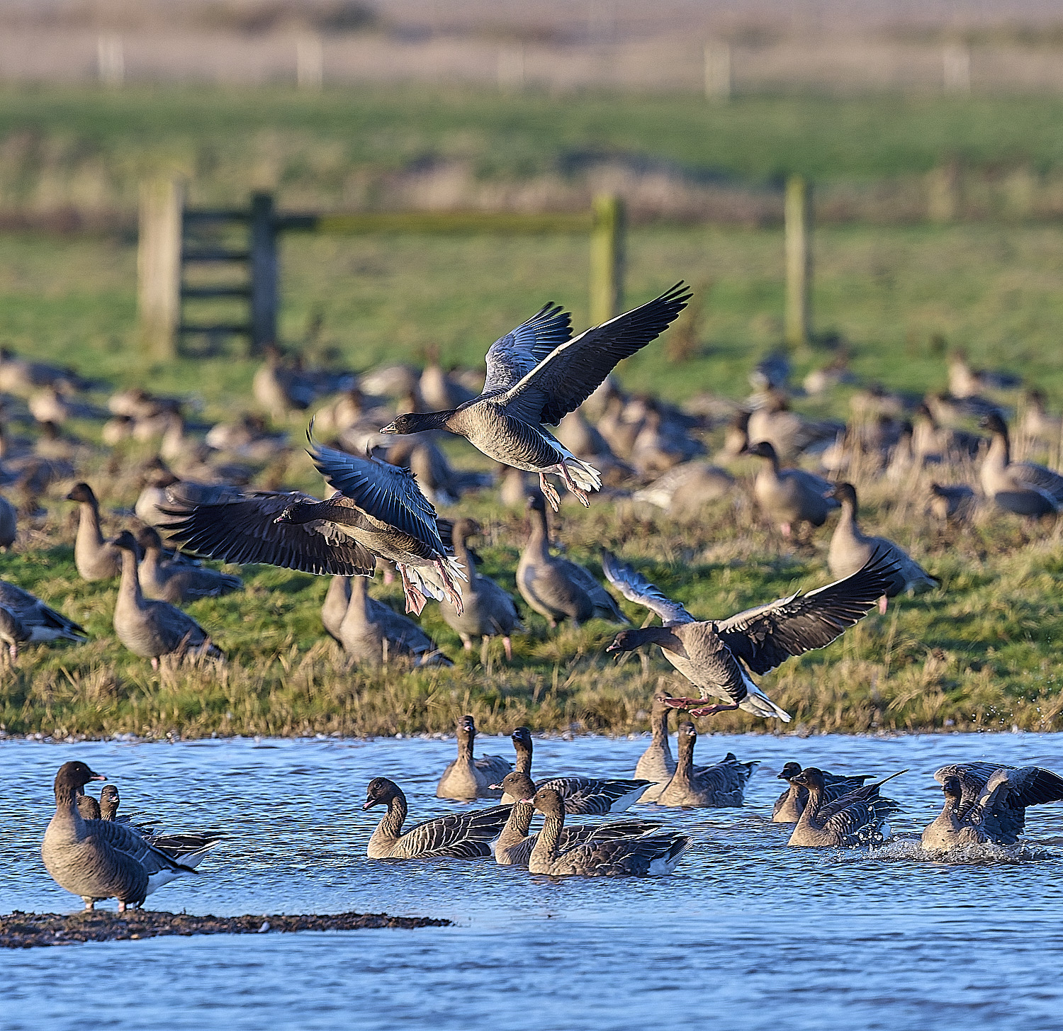 CleyPinkfeet191225-38