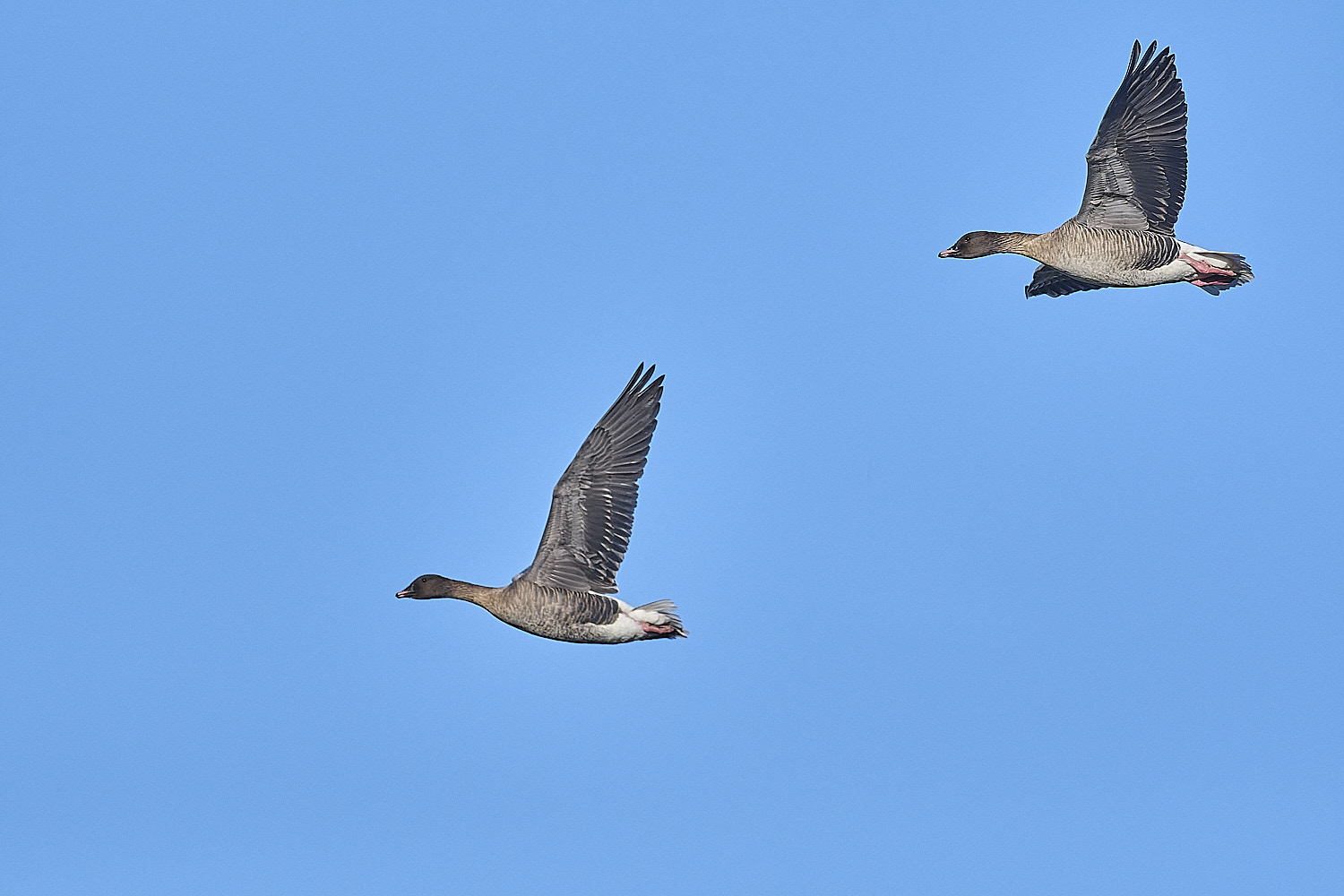 CleyPinkfeet191225-4