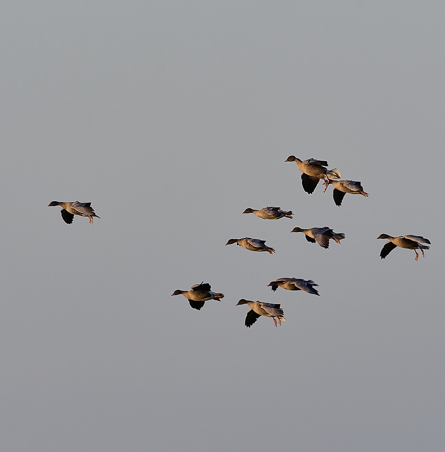 CleyPinkfeet191225-42