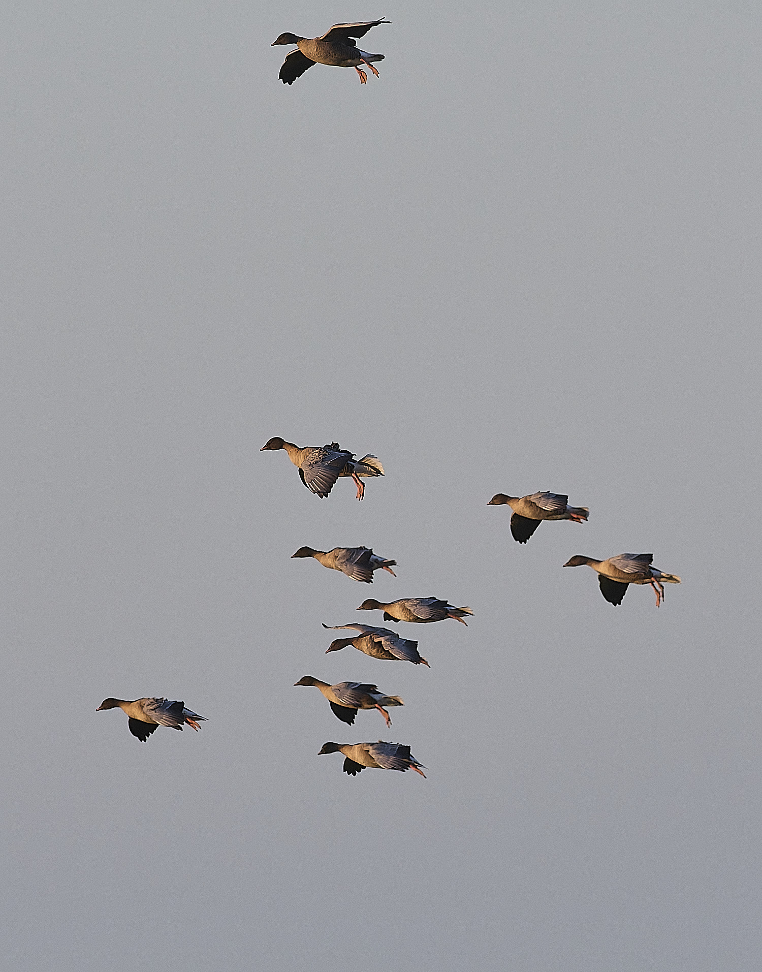 CleyPinkfeet191225-44