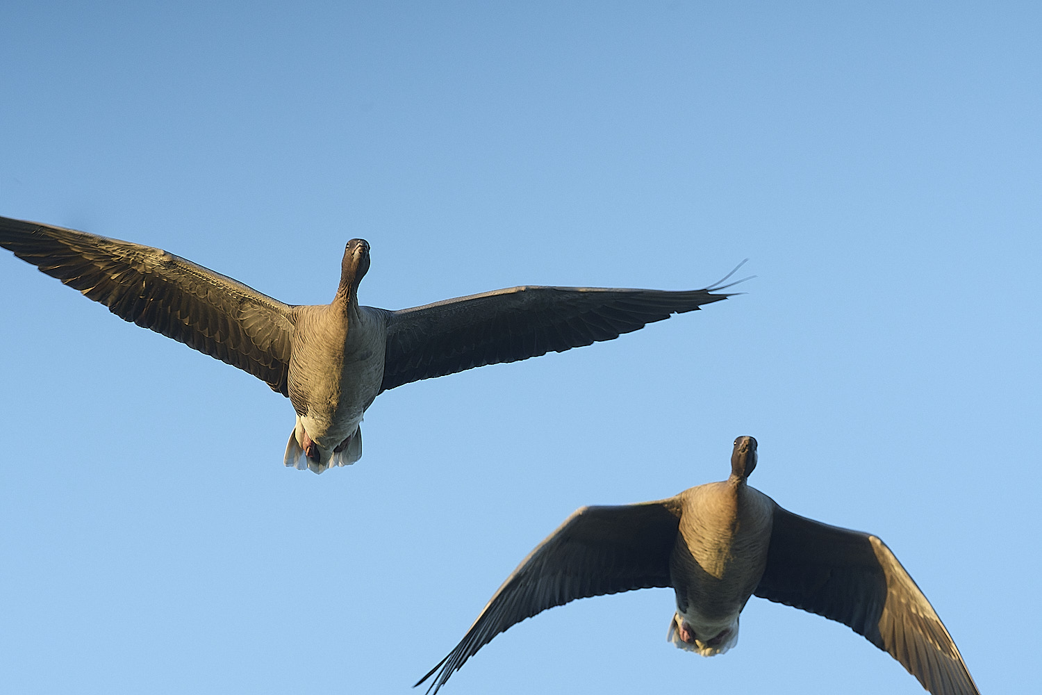 CleyPinkfeet191225-45