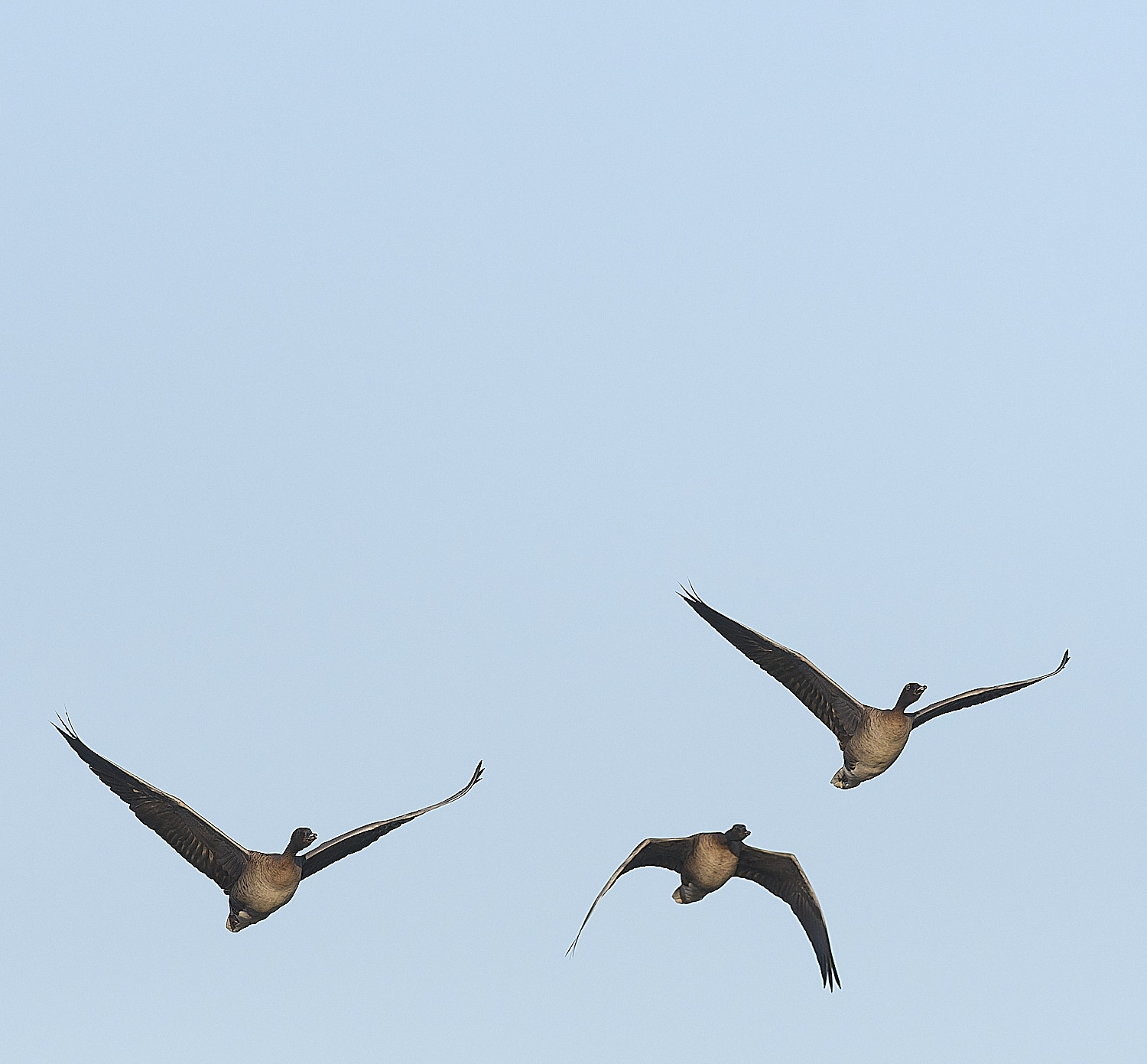 CleyPinkfeet191225-5