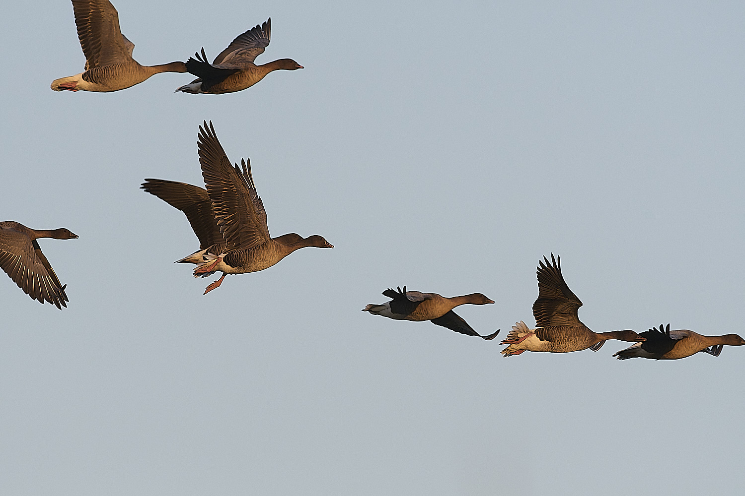 CleyPinkfeet191225-50