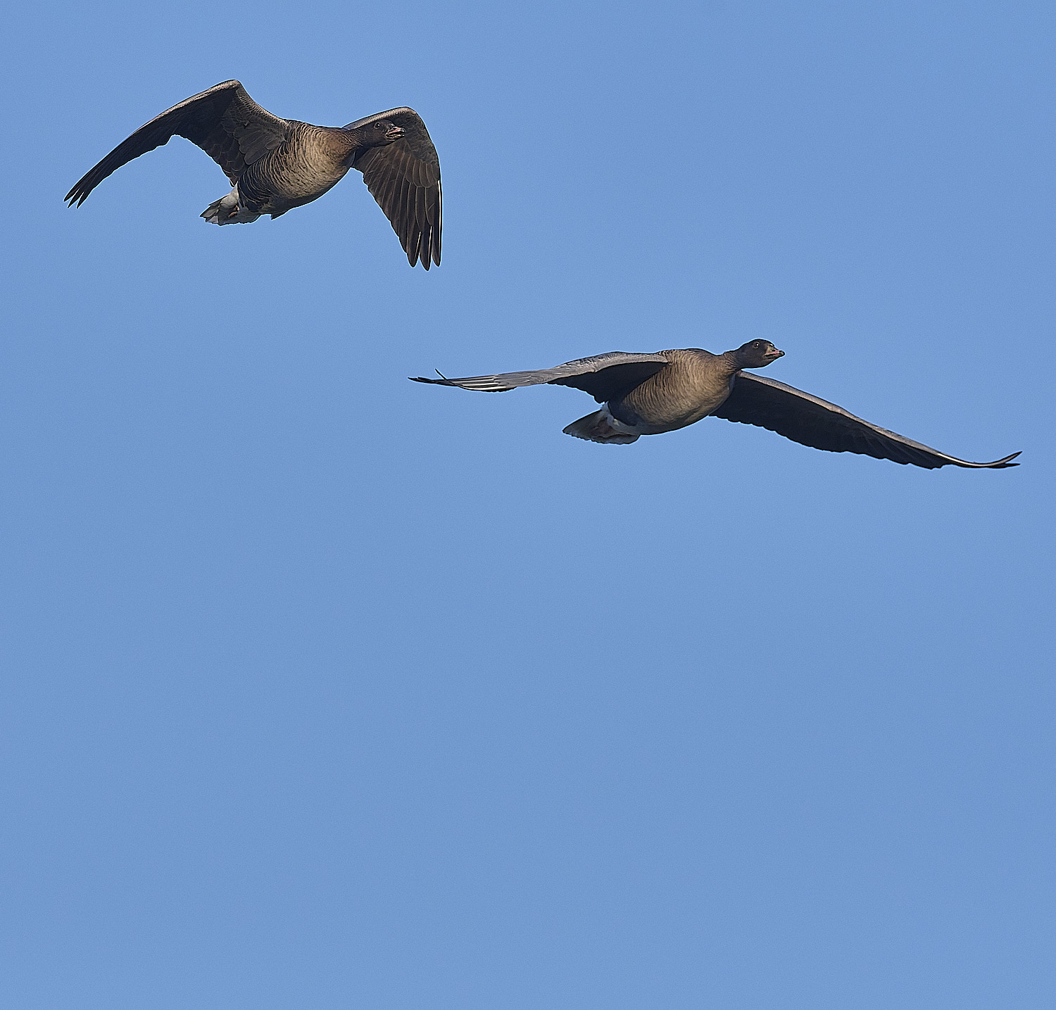 CleyPinkfeet191225-6