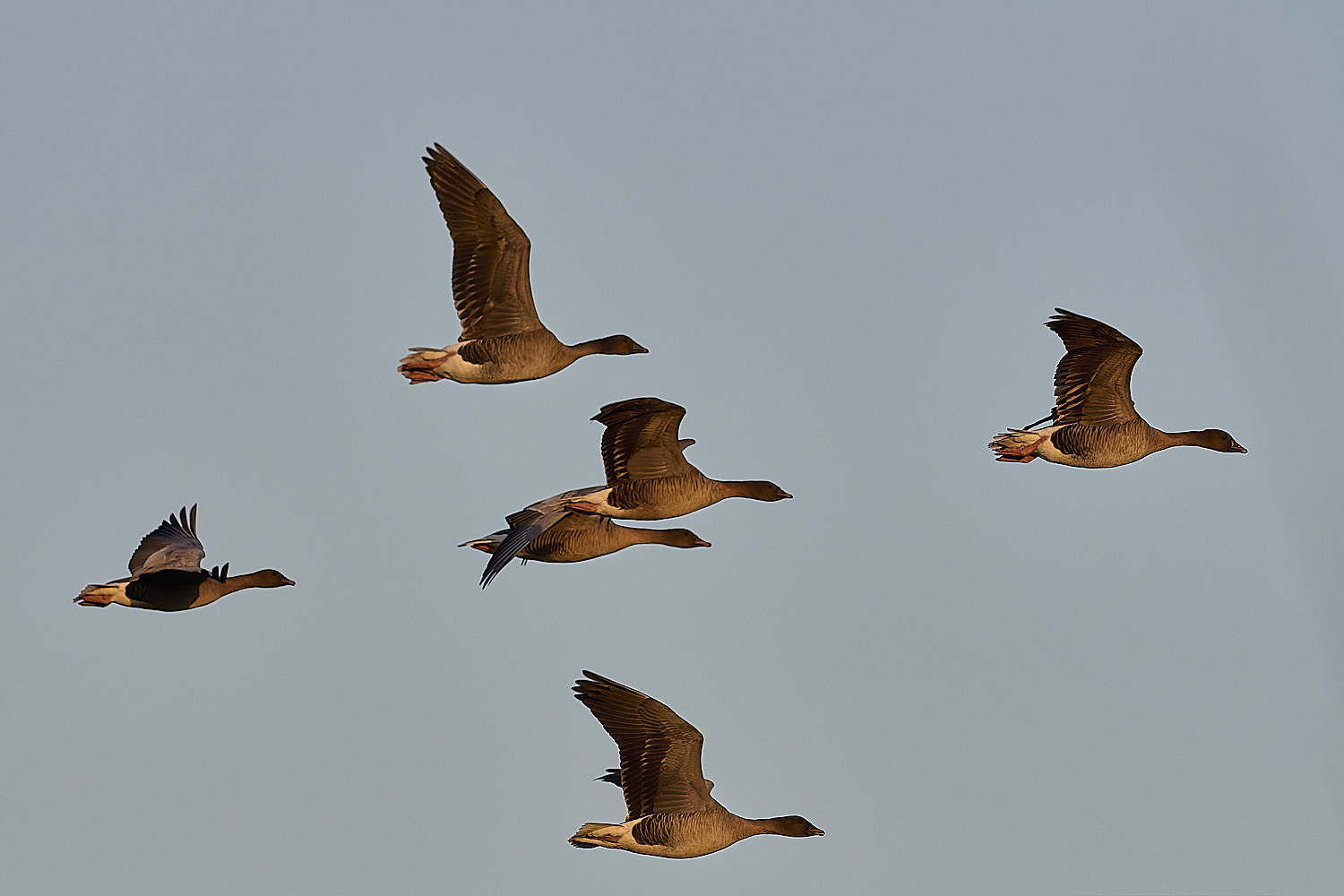 CleyPinkfeet191225-61