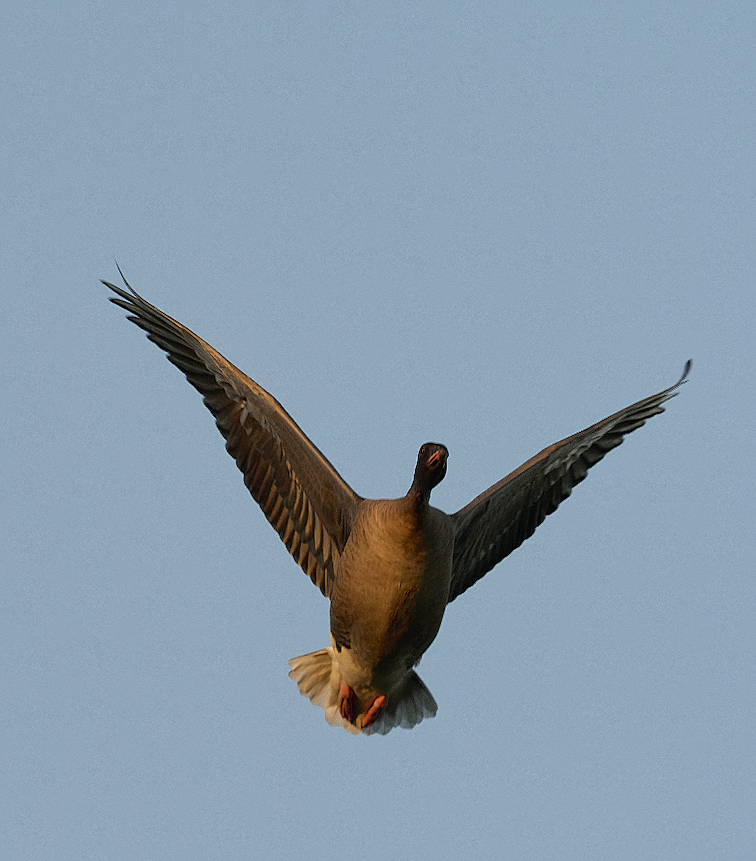 CleyPinkfeet191225-65