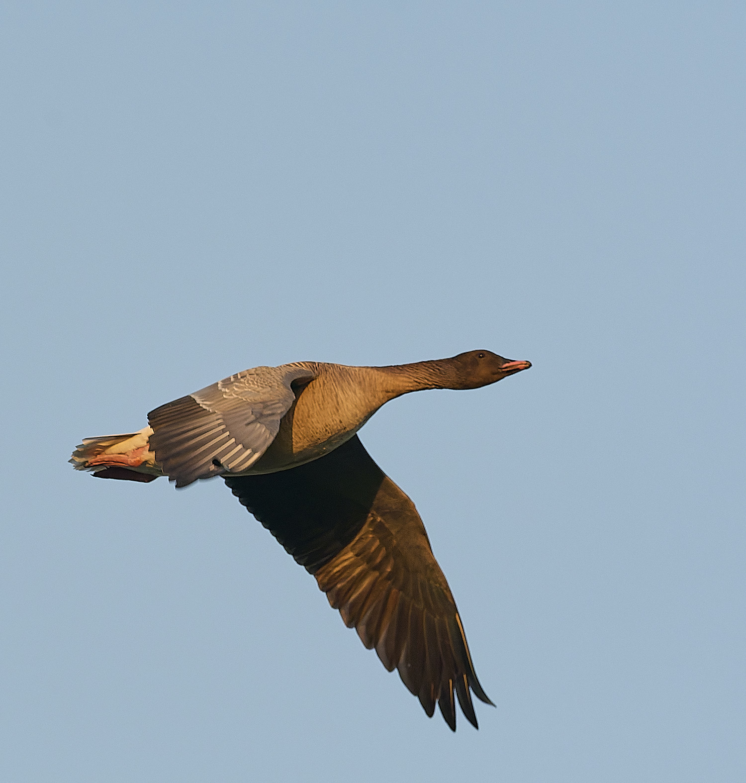 CleyPinkfeet191225-67