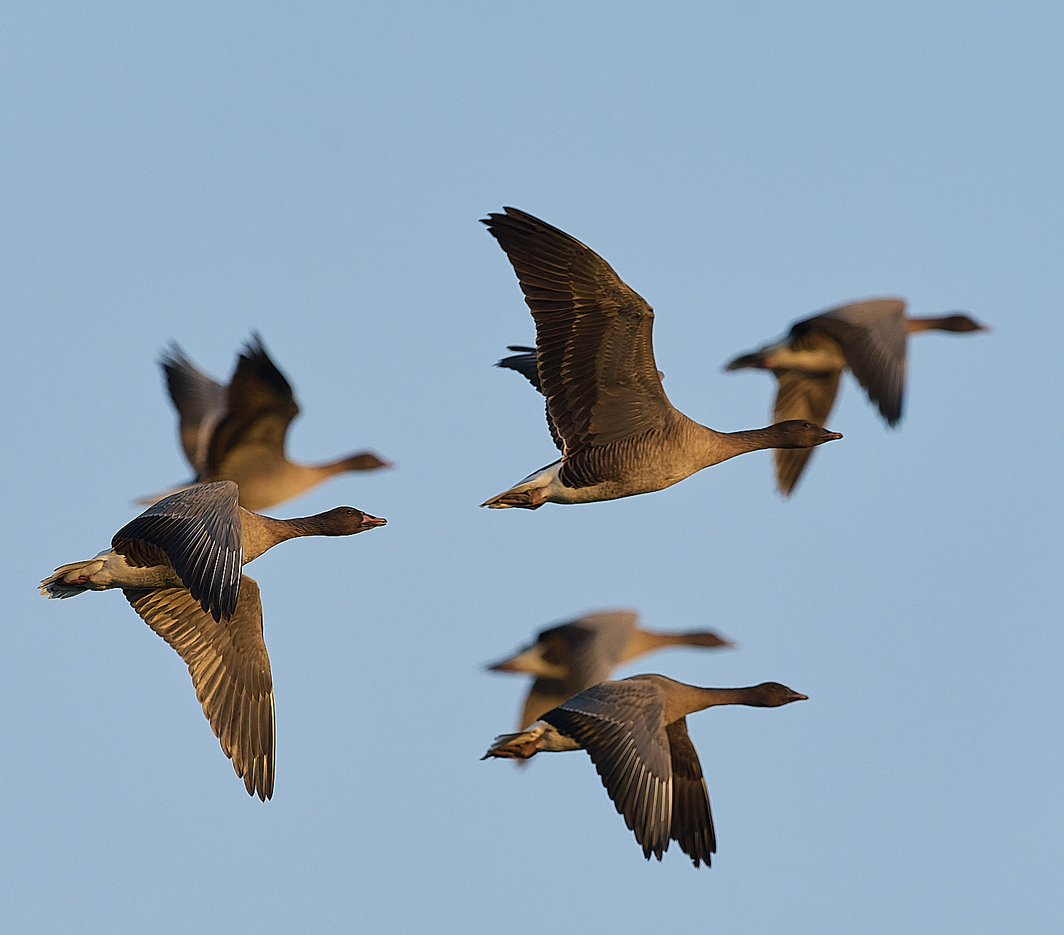 CleyPinkfeet191225-69