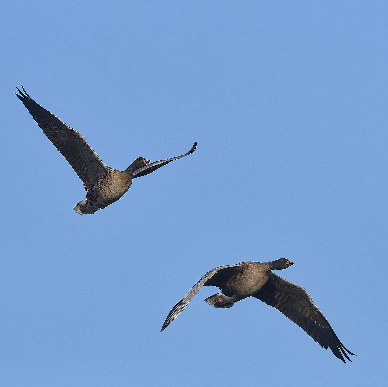 CleyPinkfeet191225-7