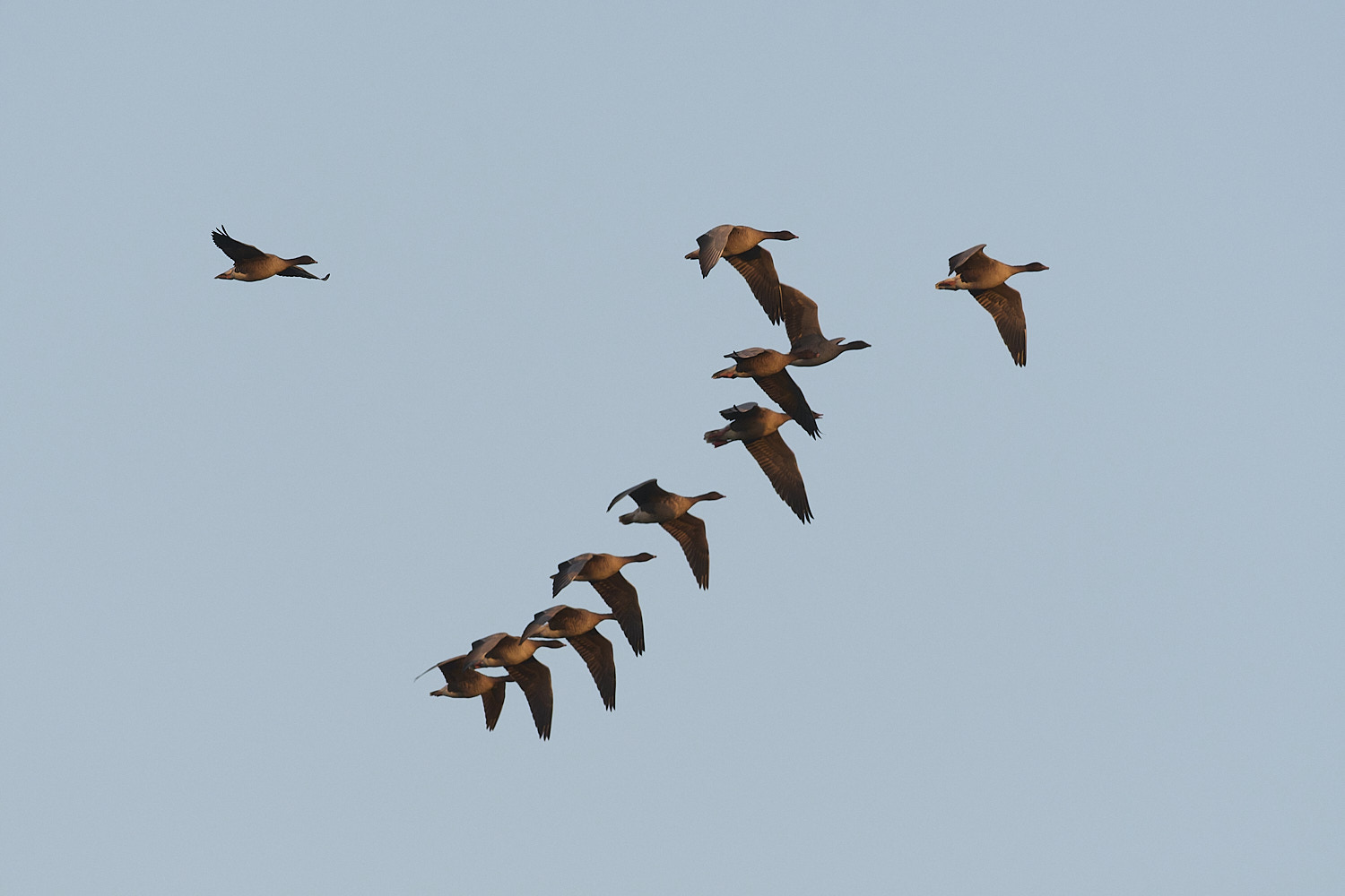 CleyPinkfeet191225-73