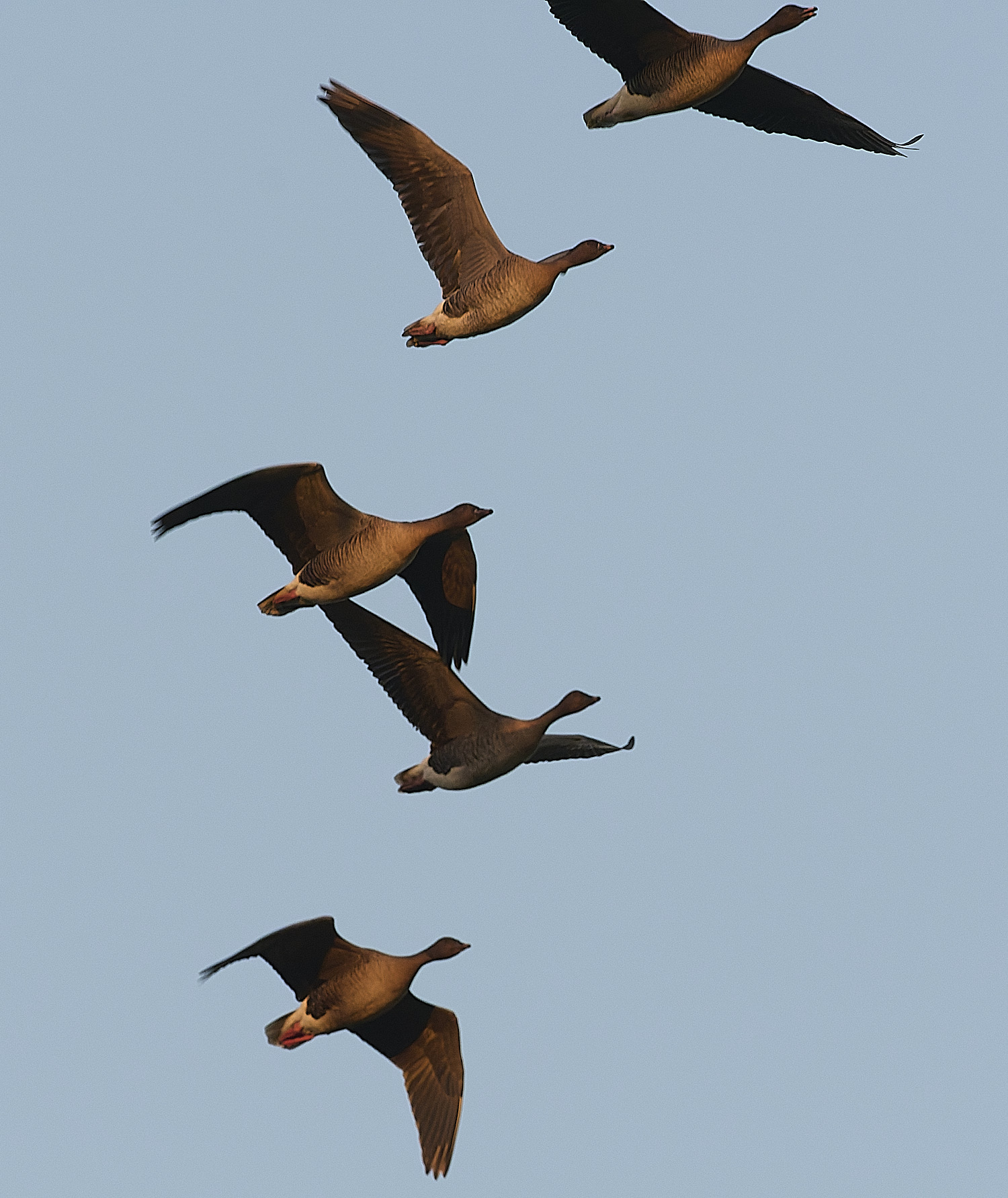 CleyPinkfeet191225-75