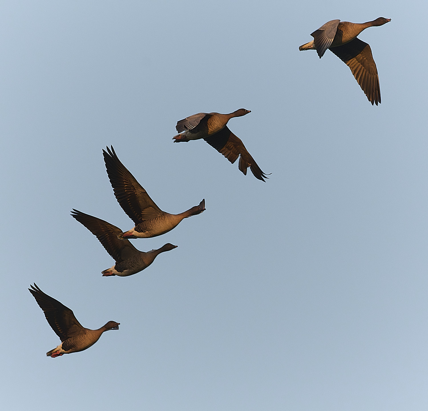 CleyPinkfeet191225-76