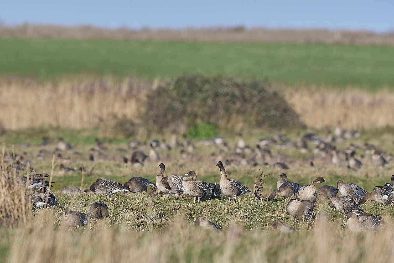 CleyPinkfeet191225-8