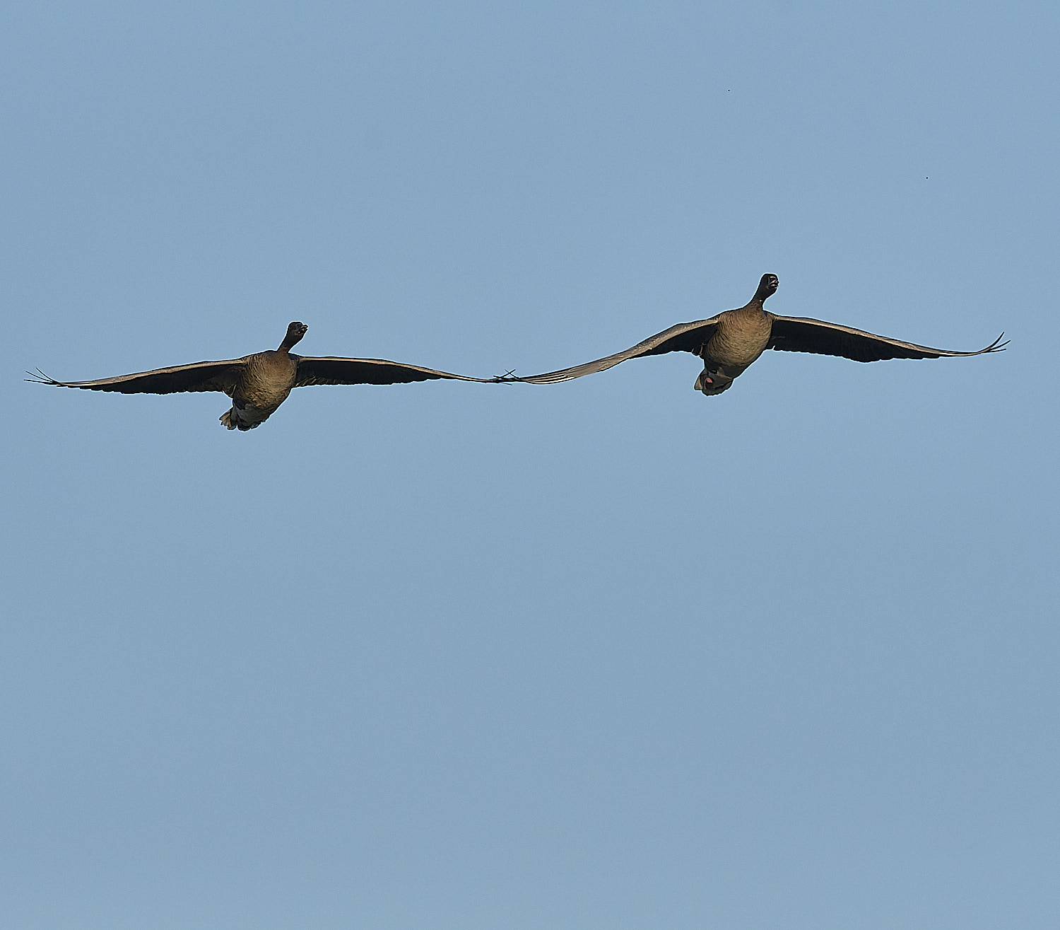 CleyPinkfeet191225-9