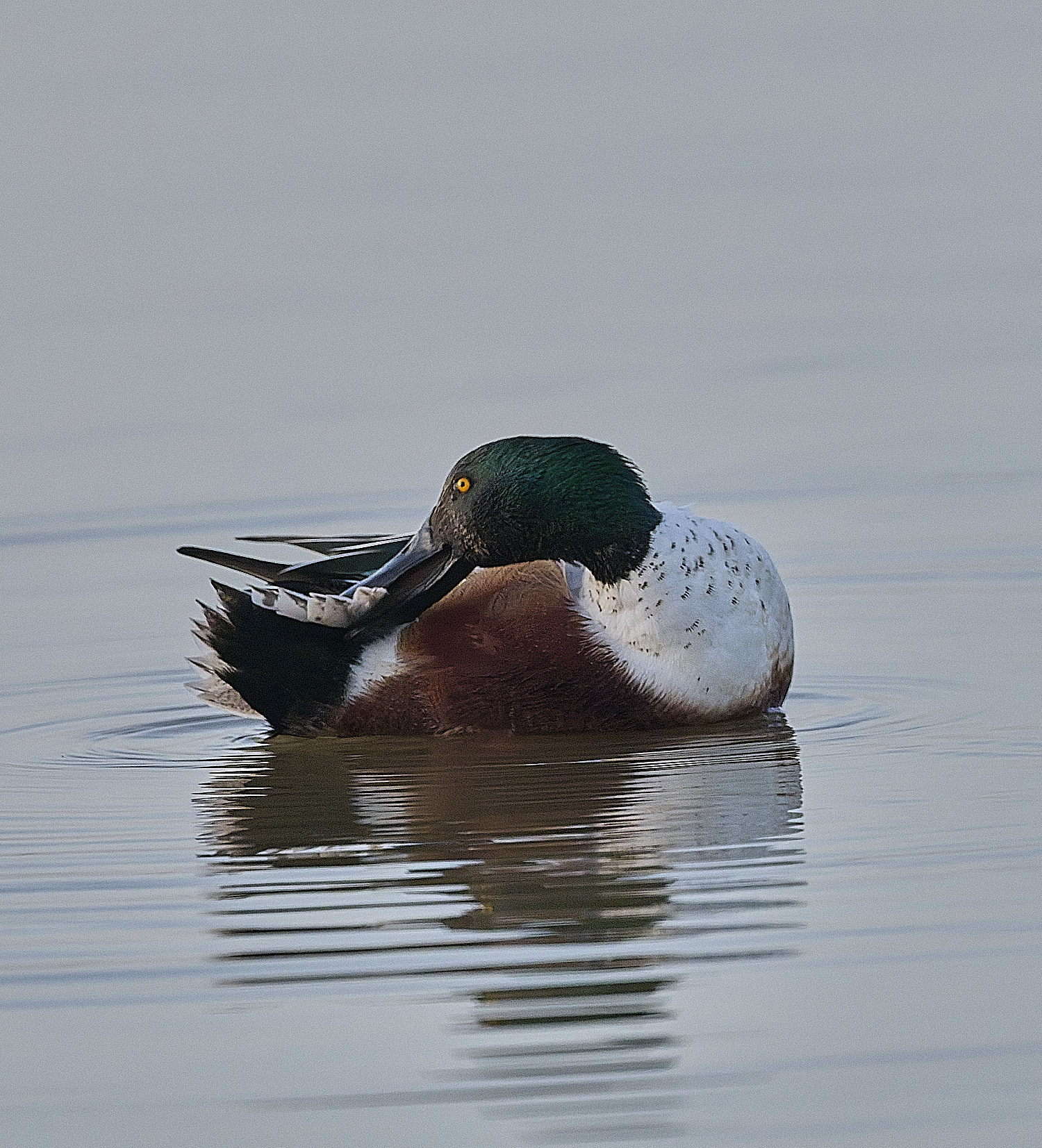 CleyShoveller201225-10