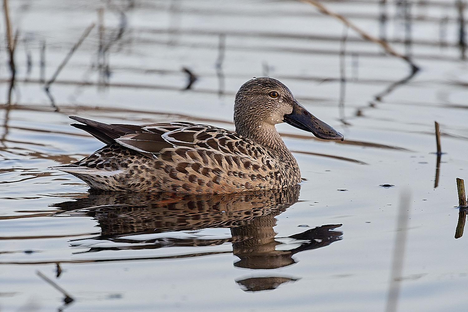 CleyShoveller201225-3