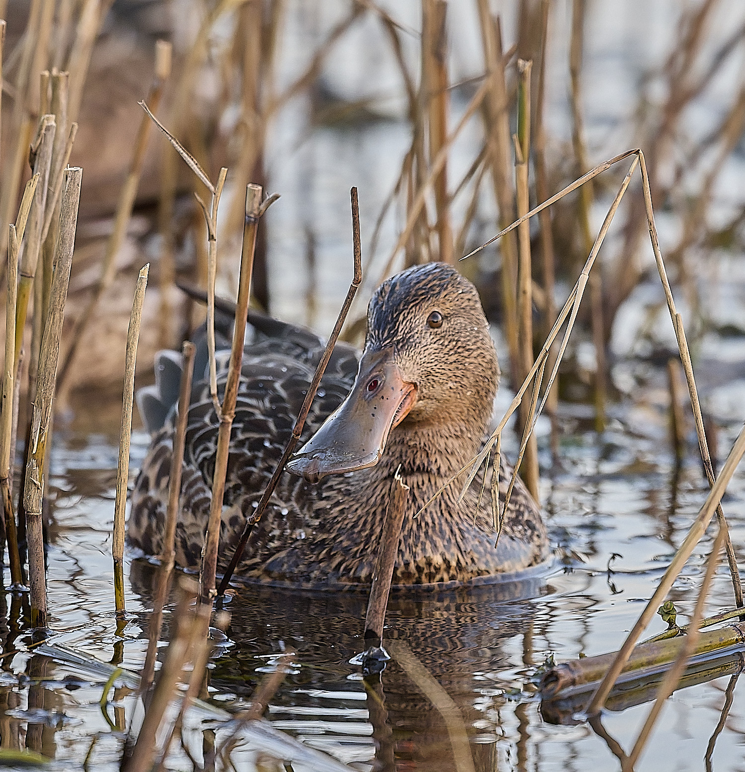 CleyShoveller201225-4