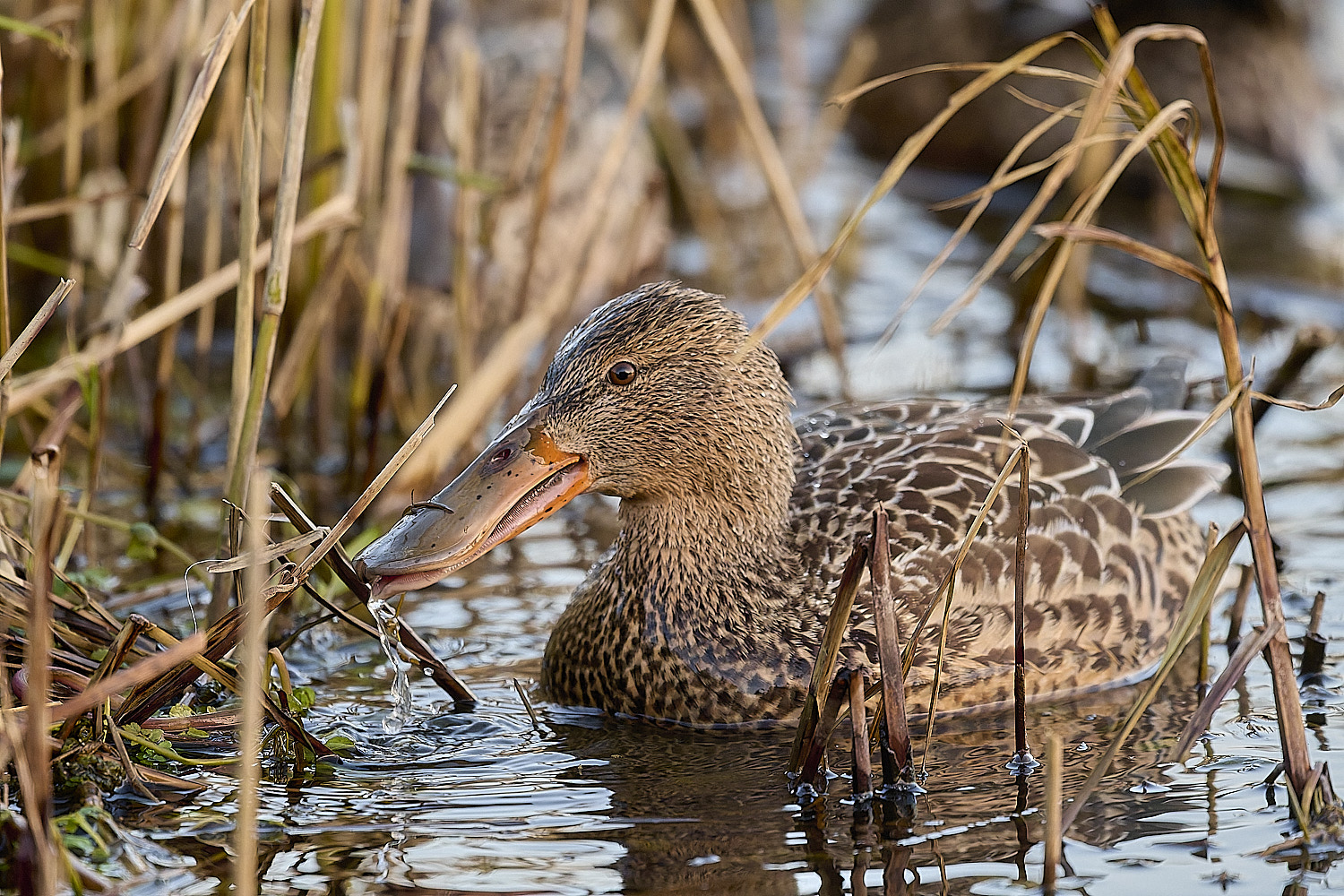 CleyShoveller201225-6