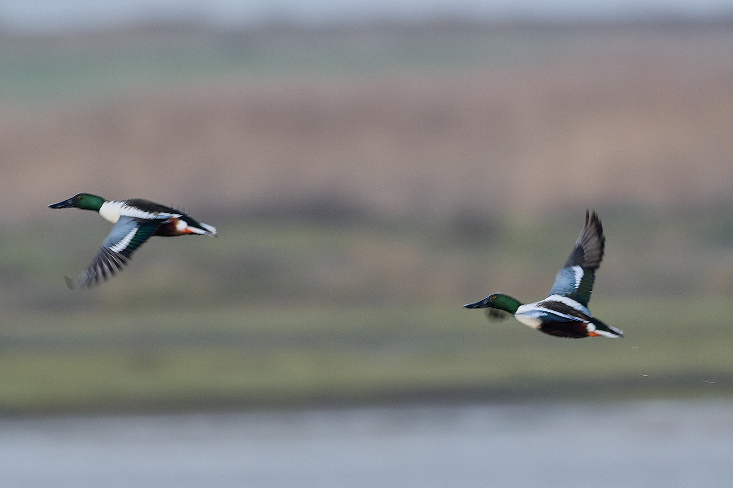 CleyShoveller201225-8