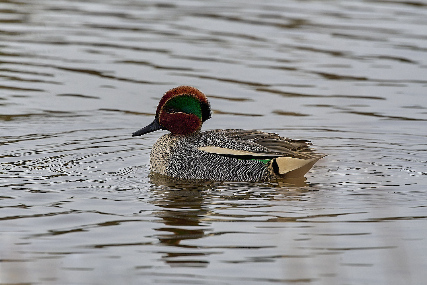 CleyTeal050225-1