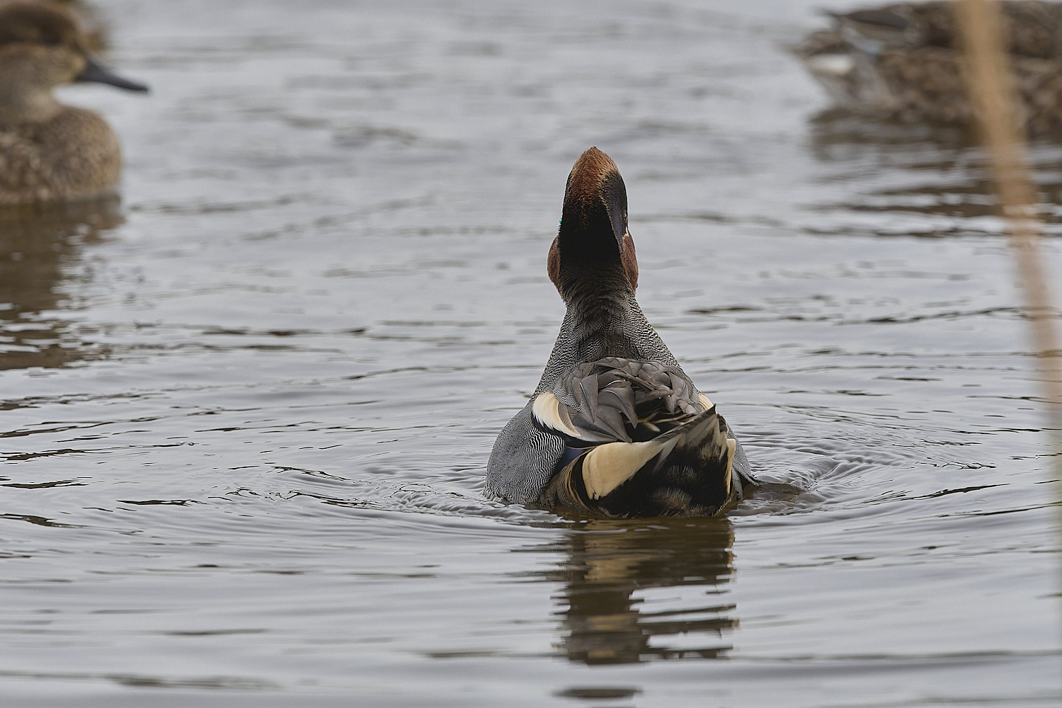 CleyTeal050225-12