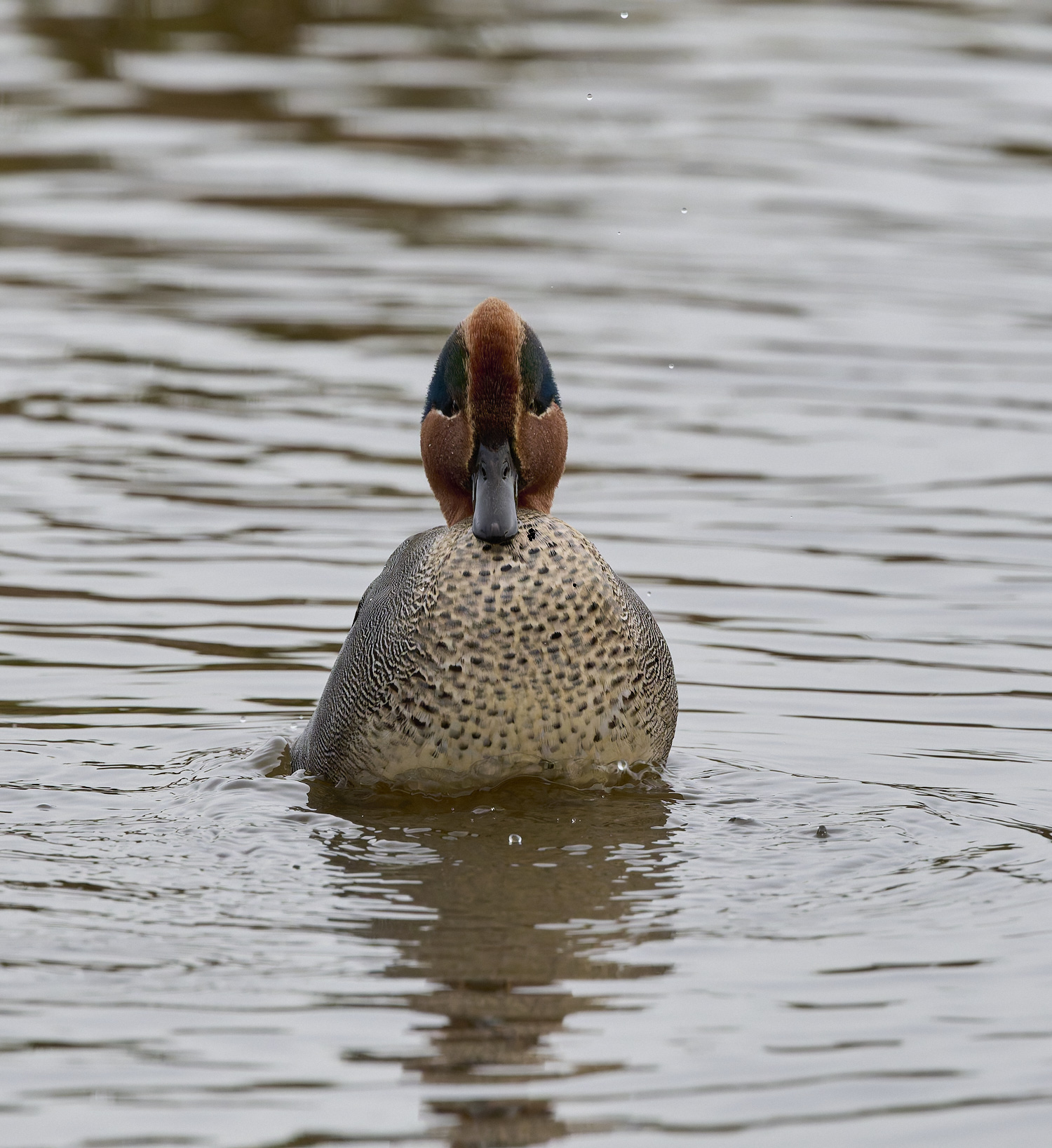 CleyTeal050225-16