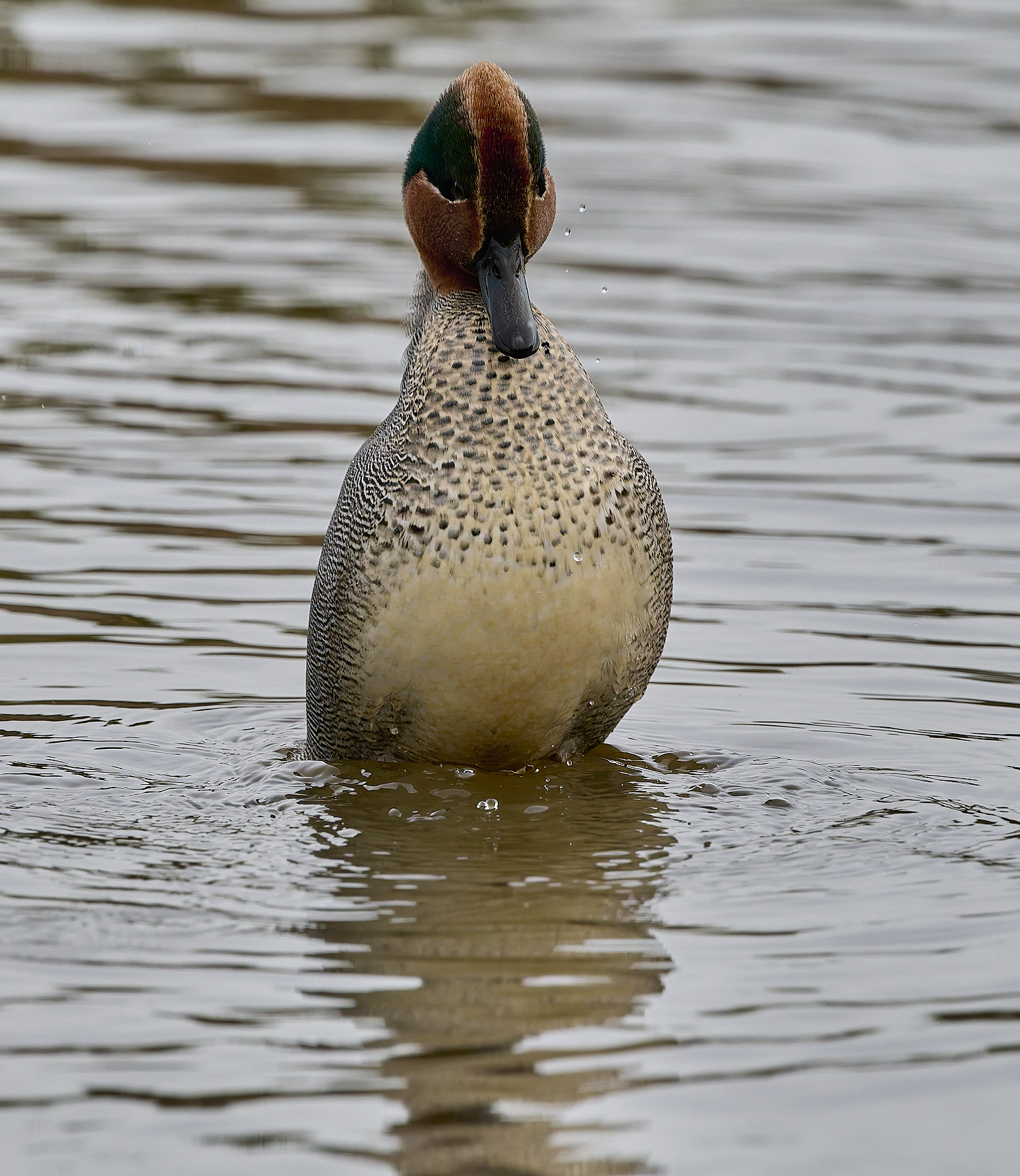 CleyTeal050225-17