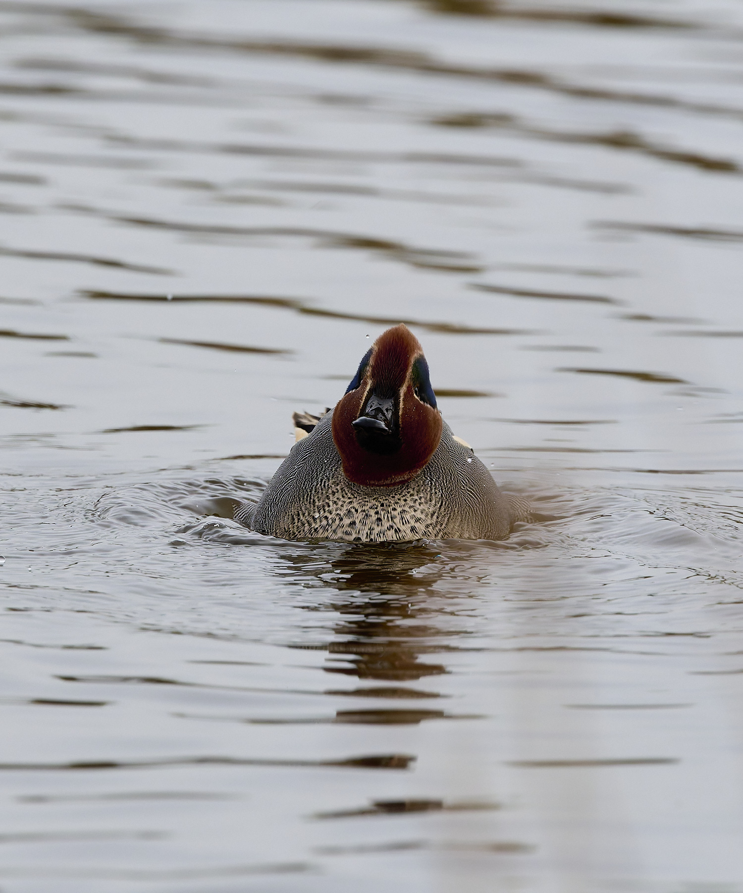 CleyTeal050225-2