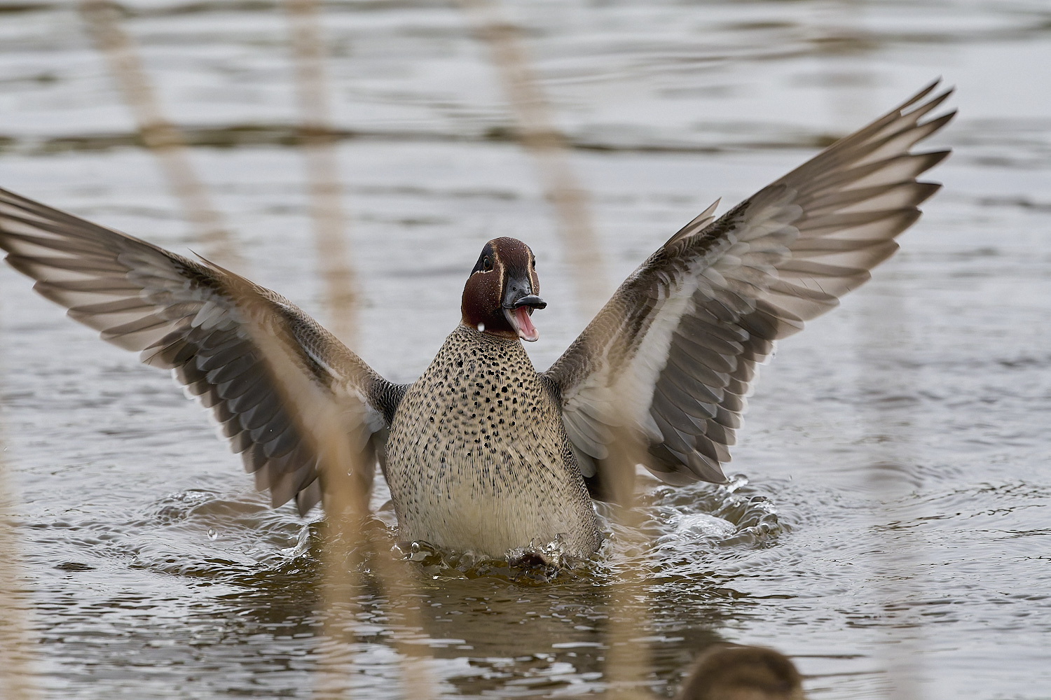CleyTeal050225-20