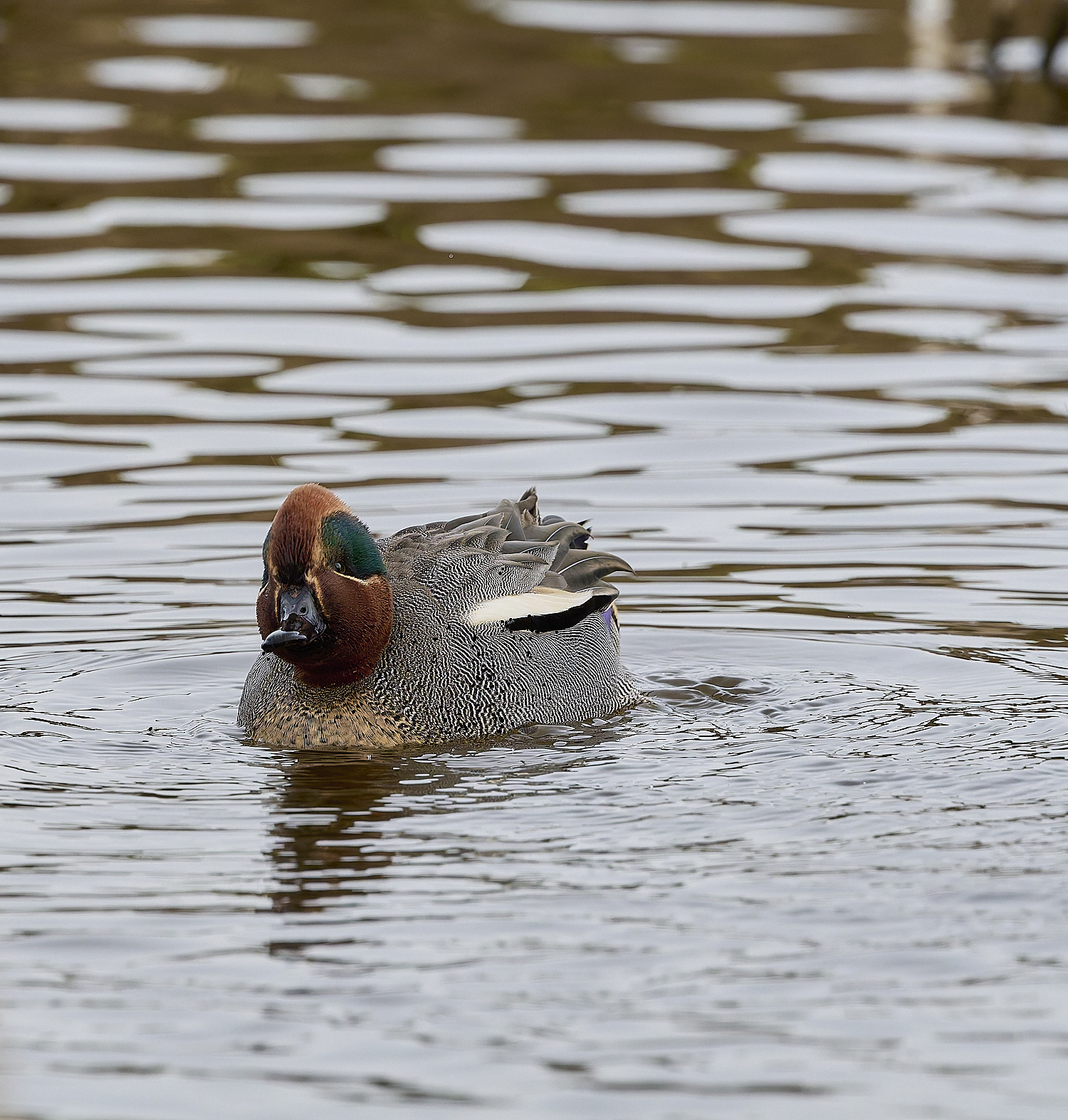 CleyTeal050225-26
