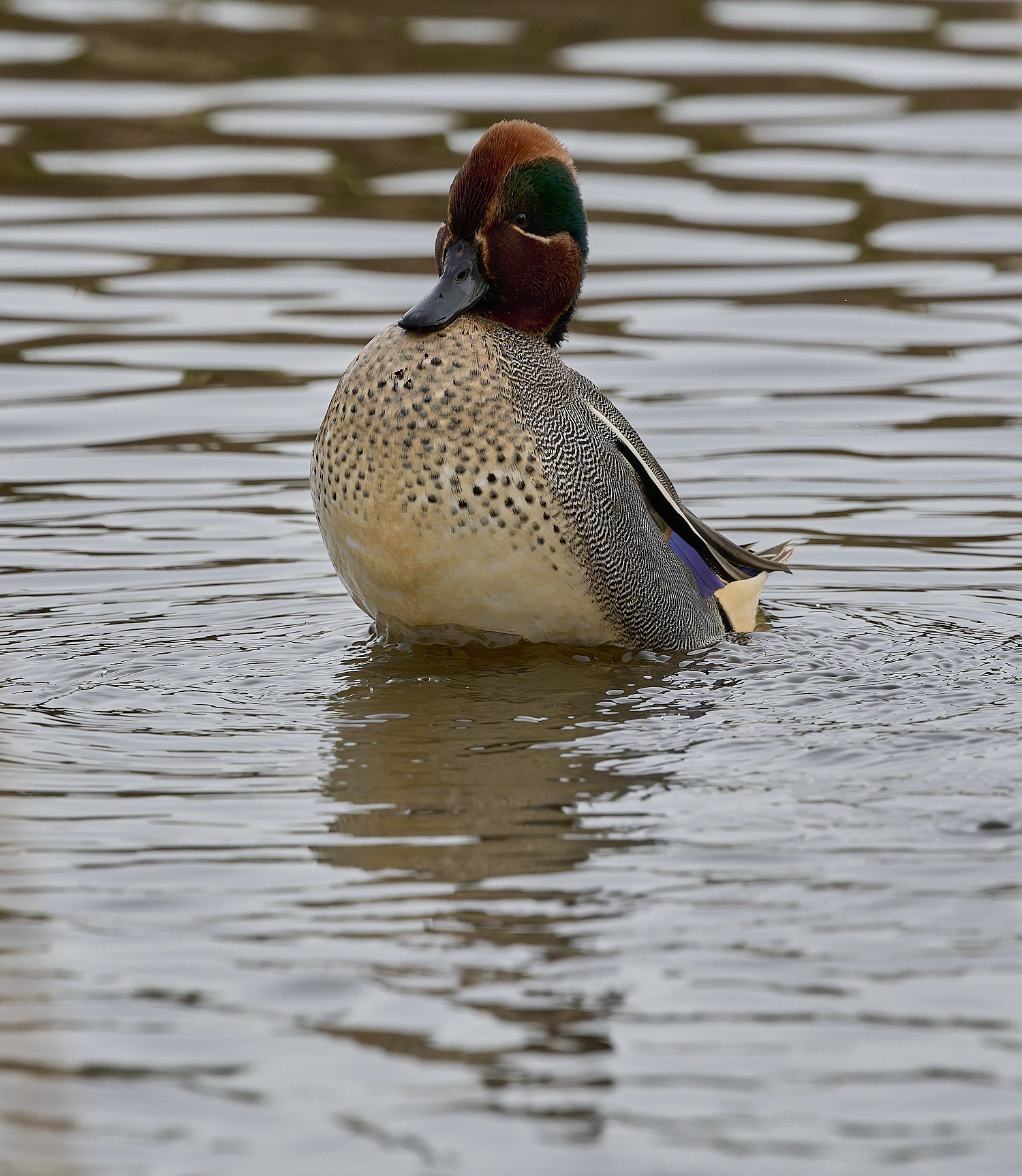 CleyTeal050225-27