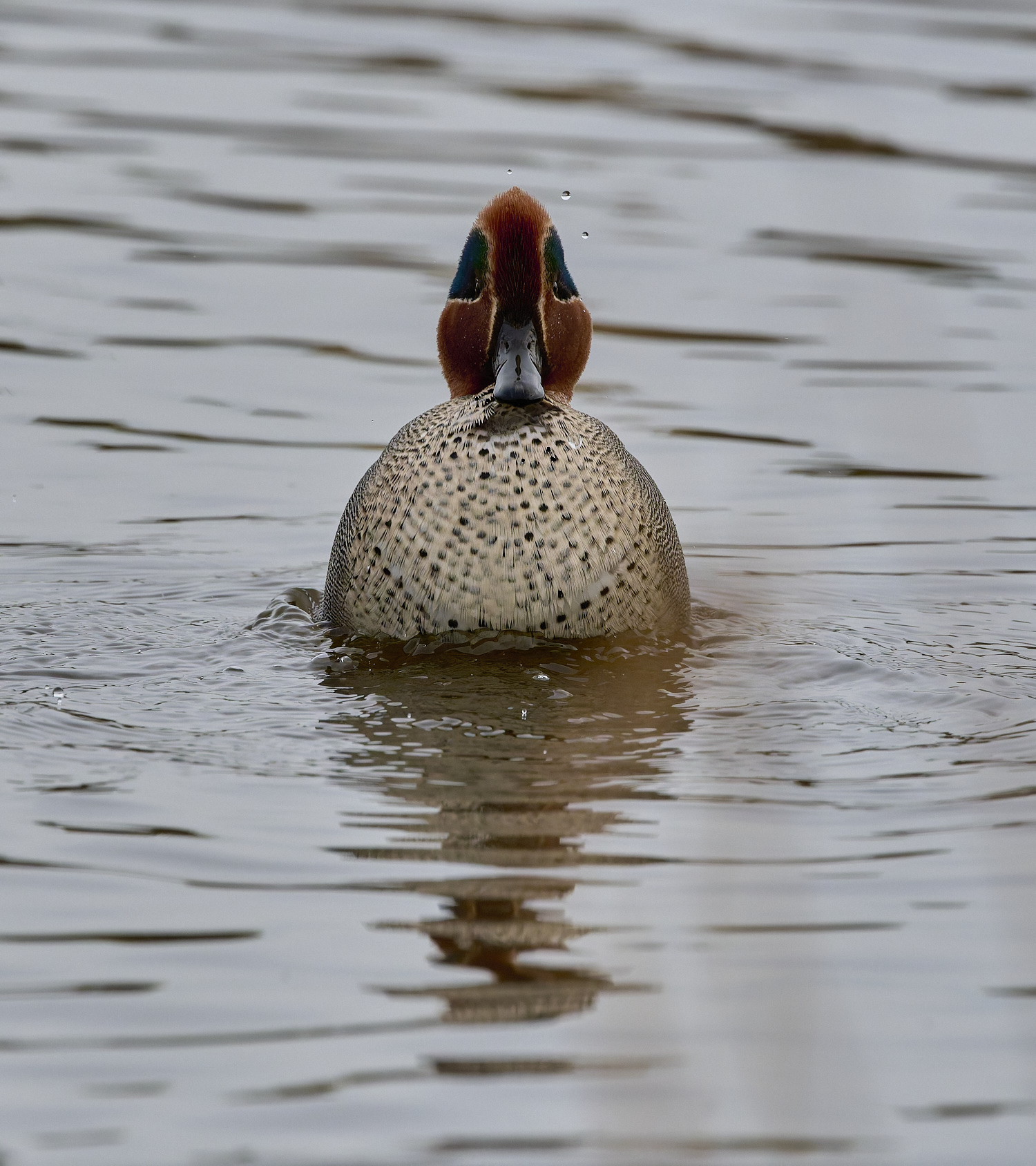 CleyTeal050225-3