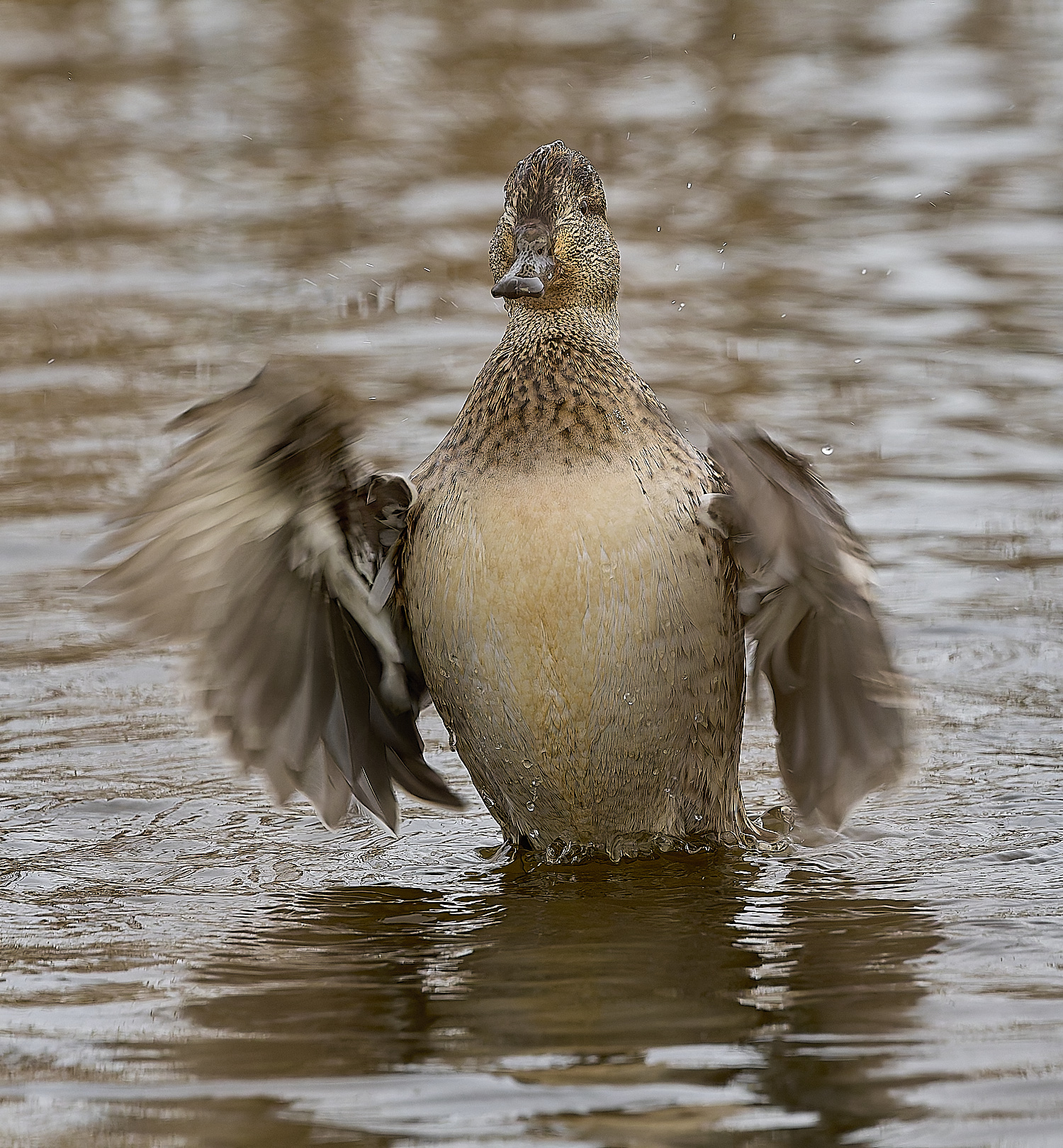 CleyTeal050225-30